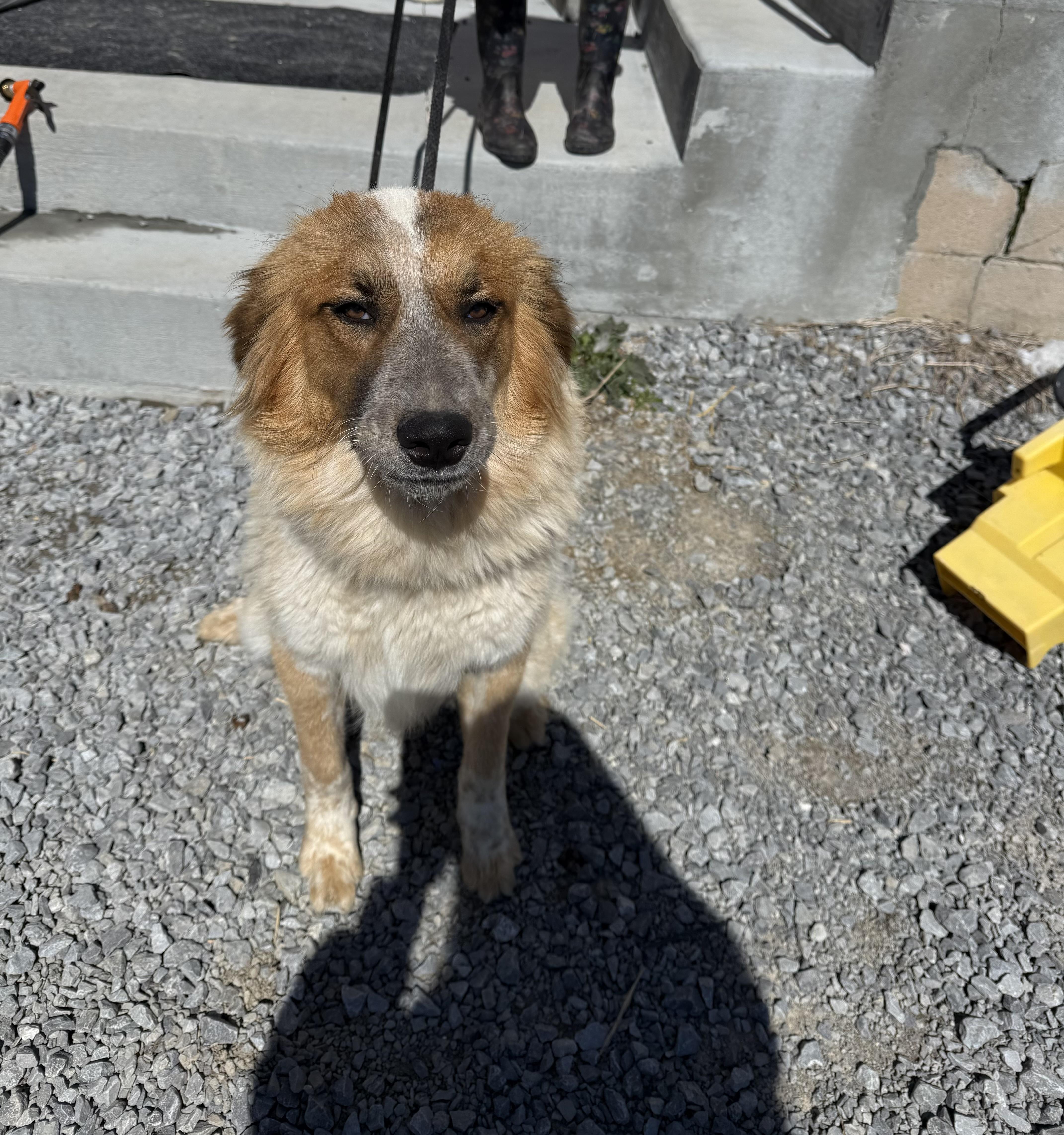 Enlarge Karen , an adoption pending mixed breed in Hendersonville, TN image 1/1