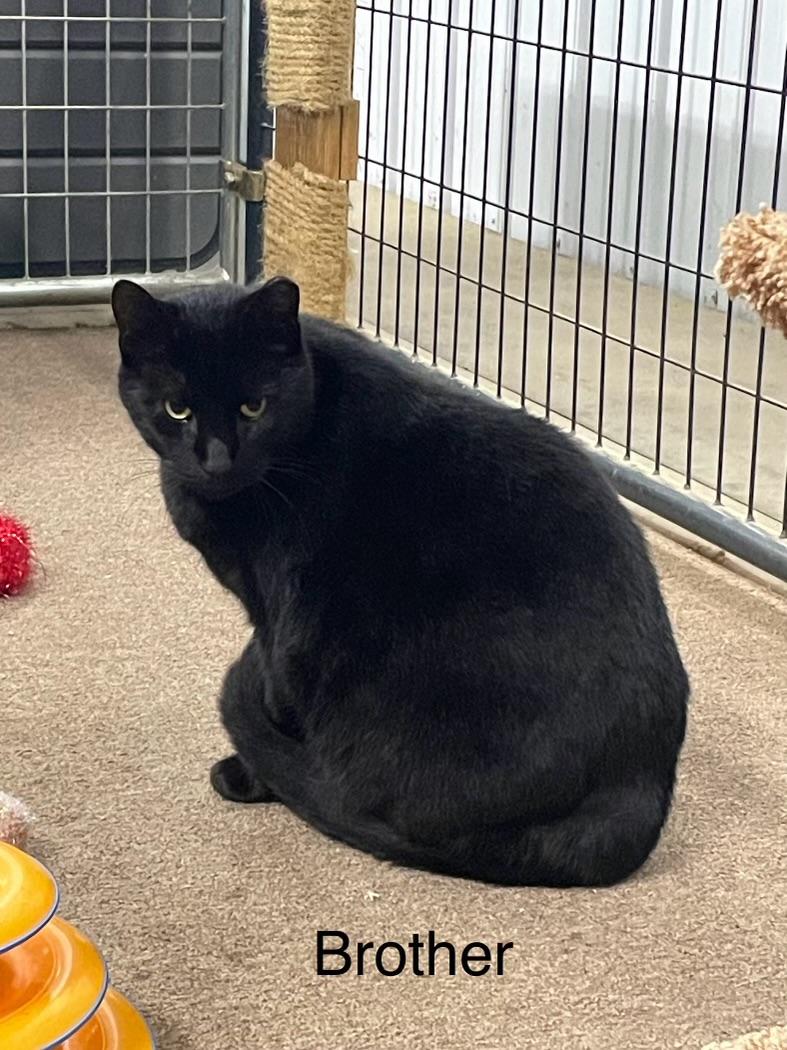 Enlarge Albert and Brother, a Adoptable Domestic Short Hair in Leesburg, VA image 4/6