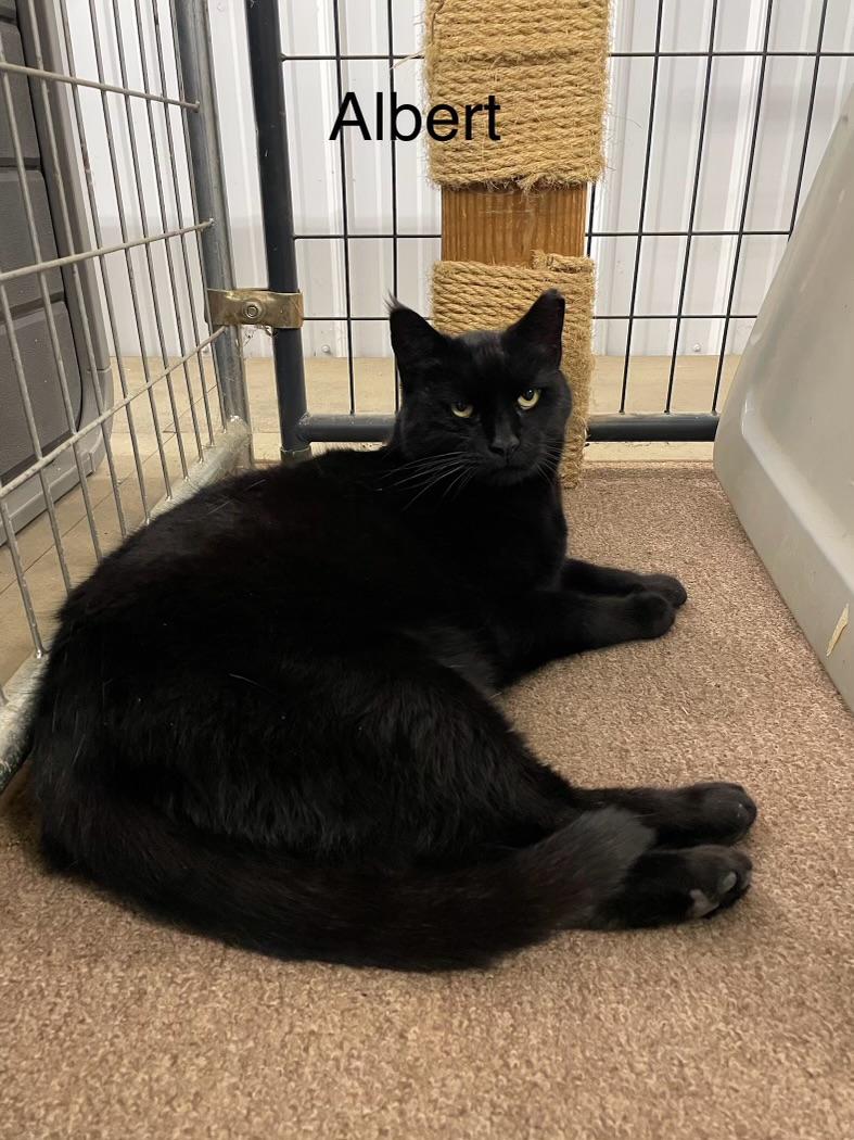 Enlarge Albert and Brother, a Adoptable Domestic Short Hair in Leesburg, VA image 5/6