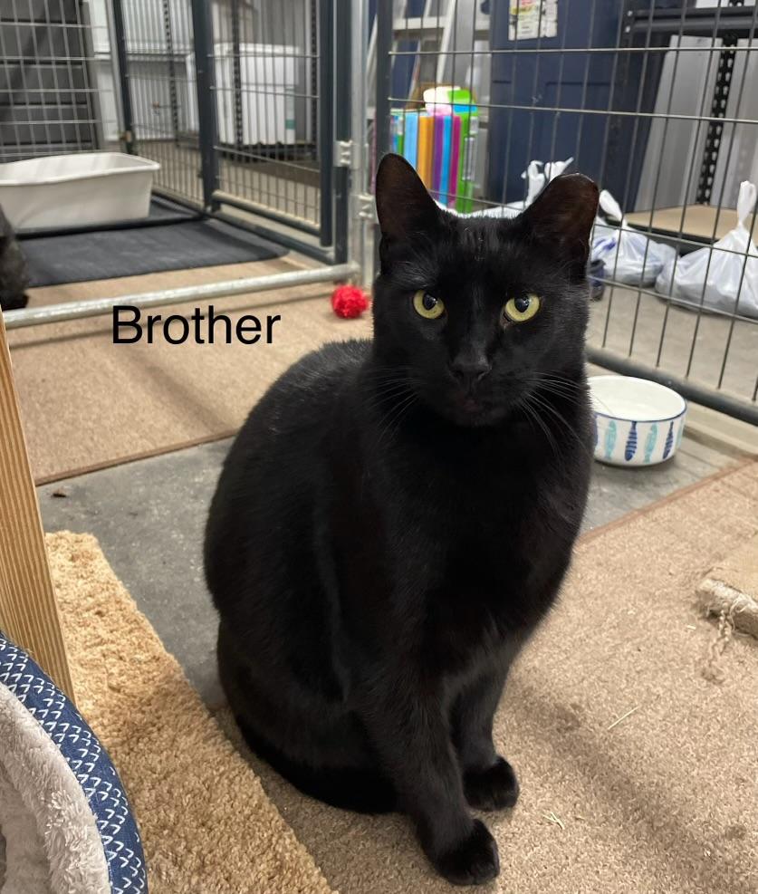 Enlarge Albert and Brother, a Adoptable Domestic Short Hair in Leesburg, VA image 3/6