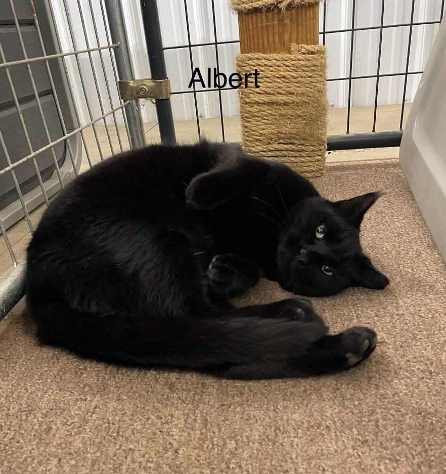 Enlarge Albert and Brother, a Adoptable Domestic Short Hair in Leesburg, VA image 6/6