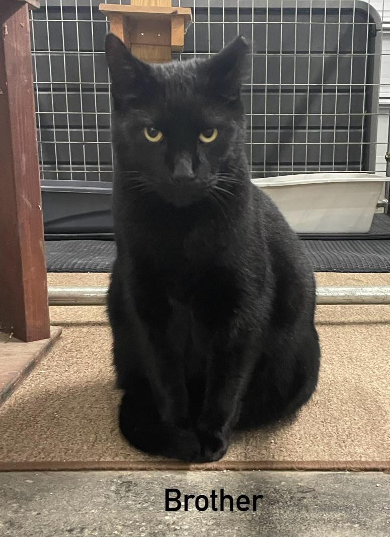Enlarge Albert and Brother, a Adoptable Domestic Short Hair in Leesburg, VA image 2/6