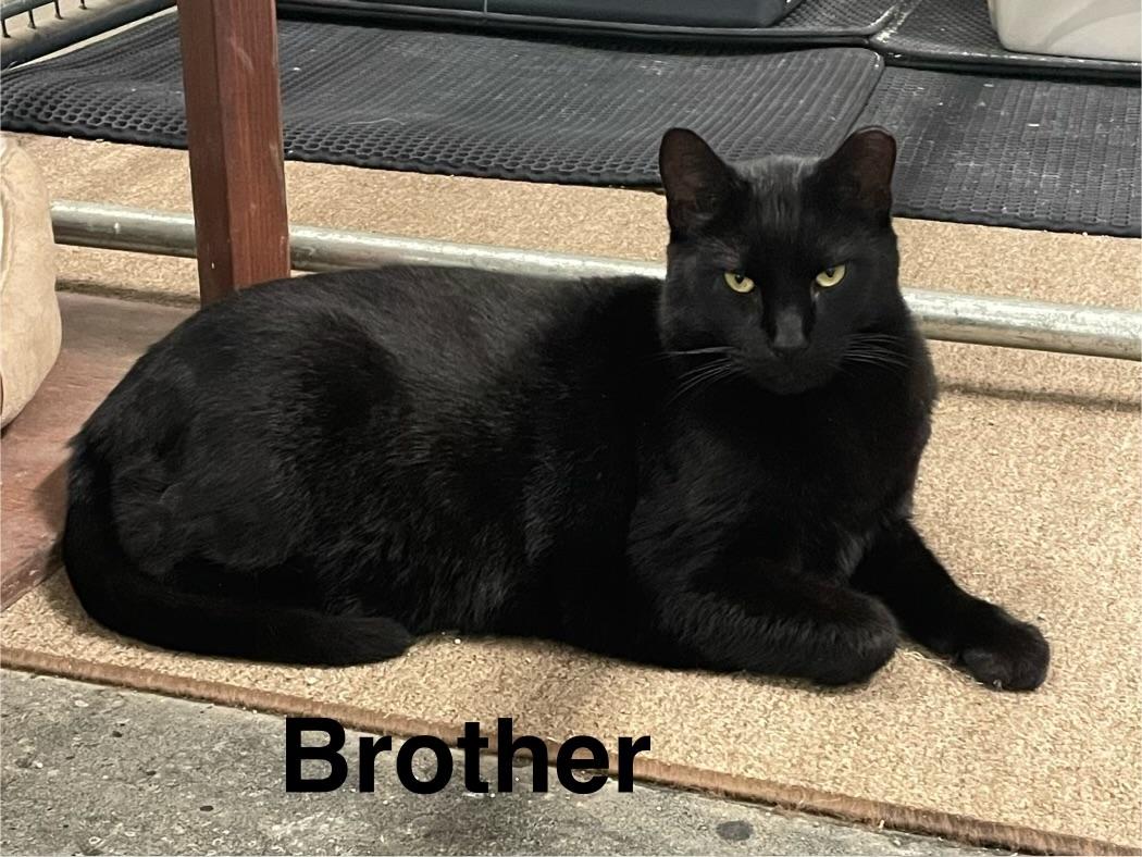 Albert and Brother, Adoptable, Adult Male Domestic Short Hair.
