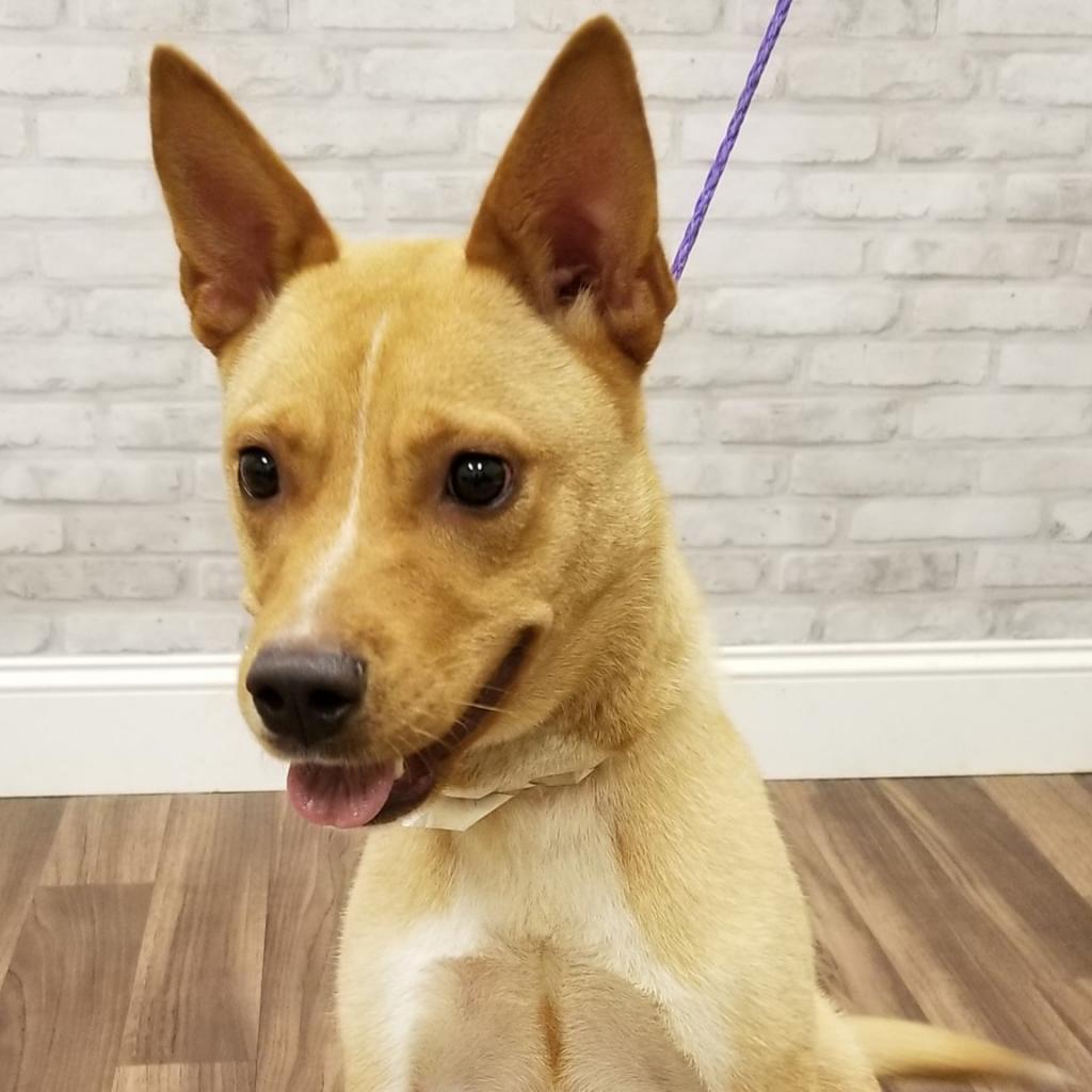 Enlarge Sunni(Chili), a Adoptable mixed breed in Montgomery, AL image 2/6