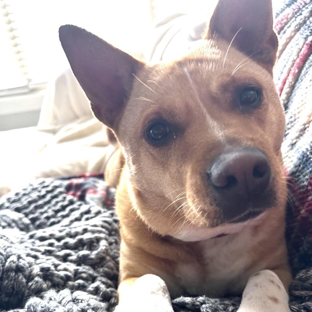 Enlarge Sunni(Chili), a Adoptable mixed breed in Montgomery, AL image 3/6