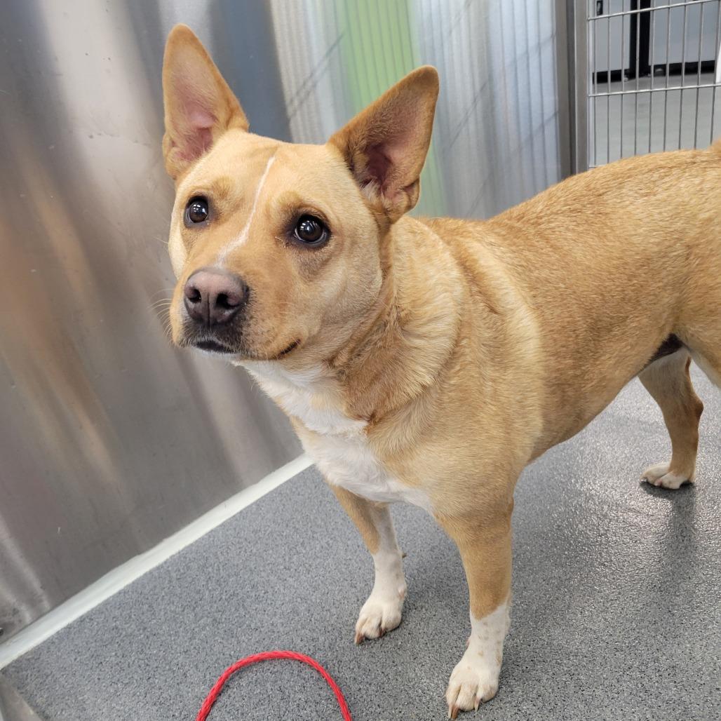 Enlarge Sunni(Chili), a Adoptable mixed breed in Montgomery, AL image 4/6