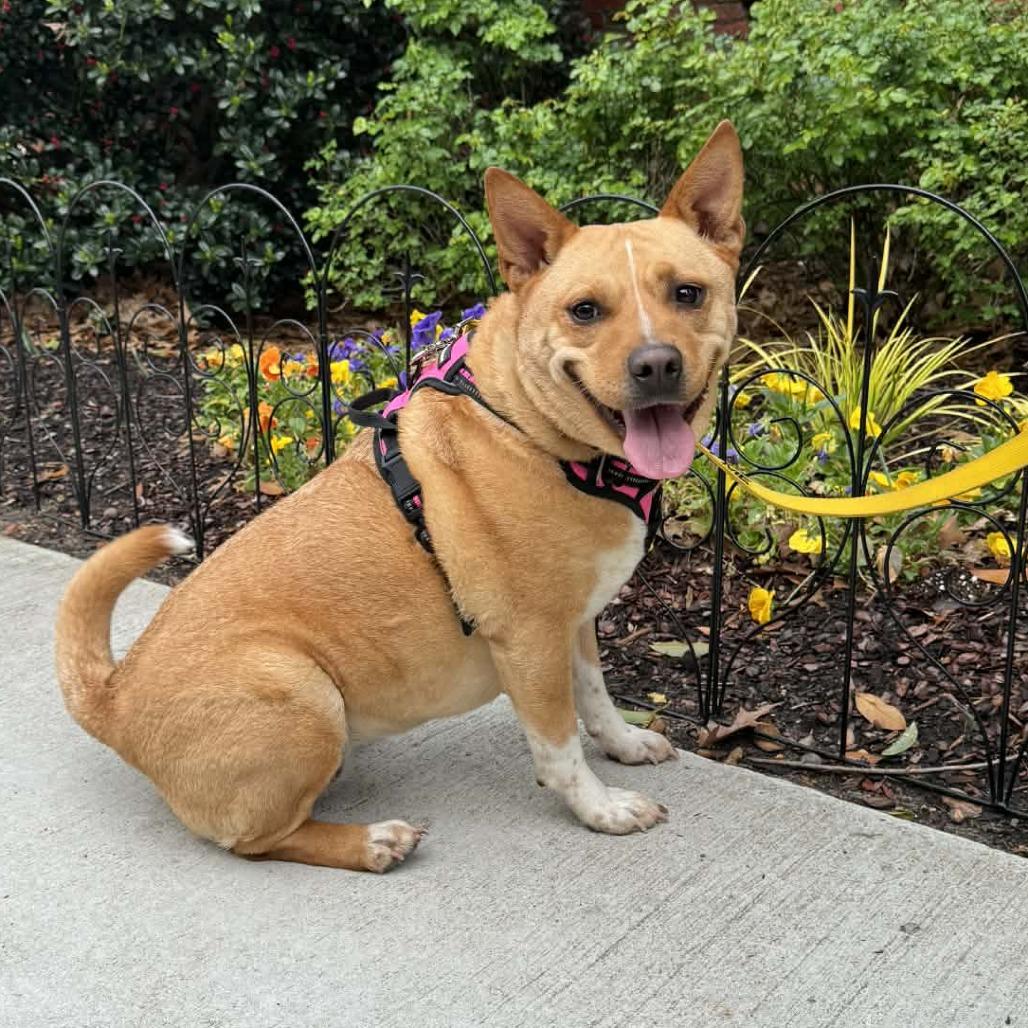 Enlarge Sunni(Chili), a Adoptable mixed breed in Montgomery, AL image 5/6