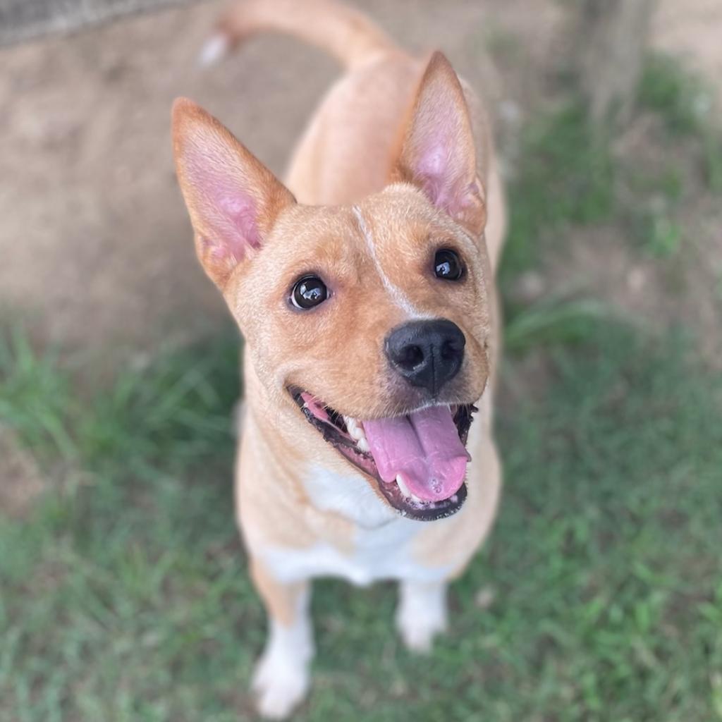 Enlarge Sunni(Chili), a Adoptable mixed breed in Montgomery, AL image 6/6