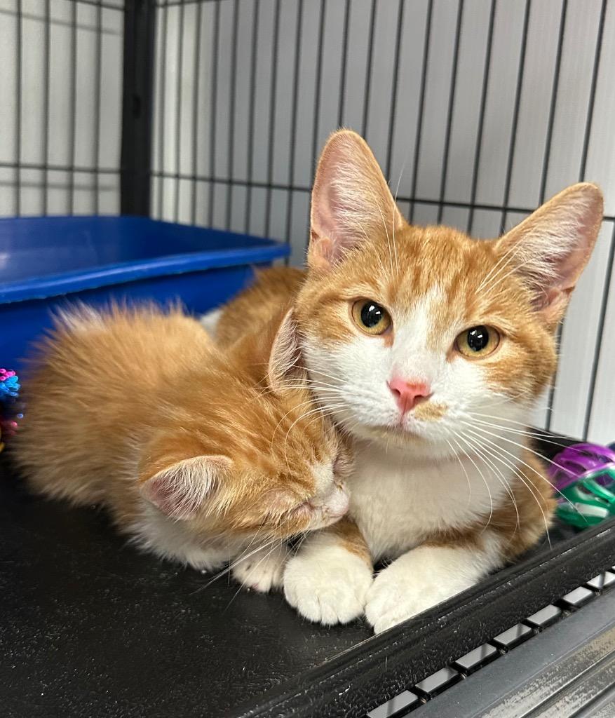 Violet, Adoptable, Young Female Domestic Short Hair.