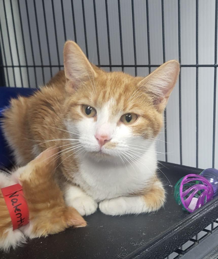 Enlarge Violet, a Adoptable mixed breed in Washington Court House, OH image 3/3