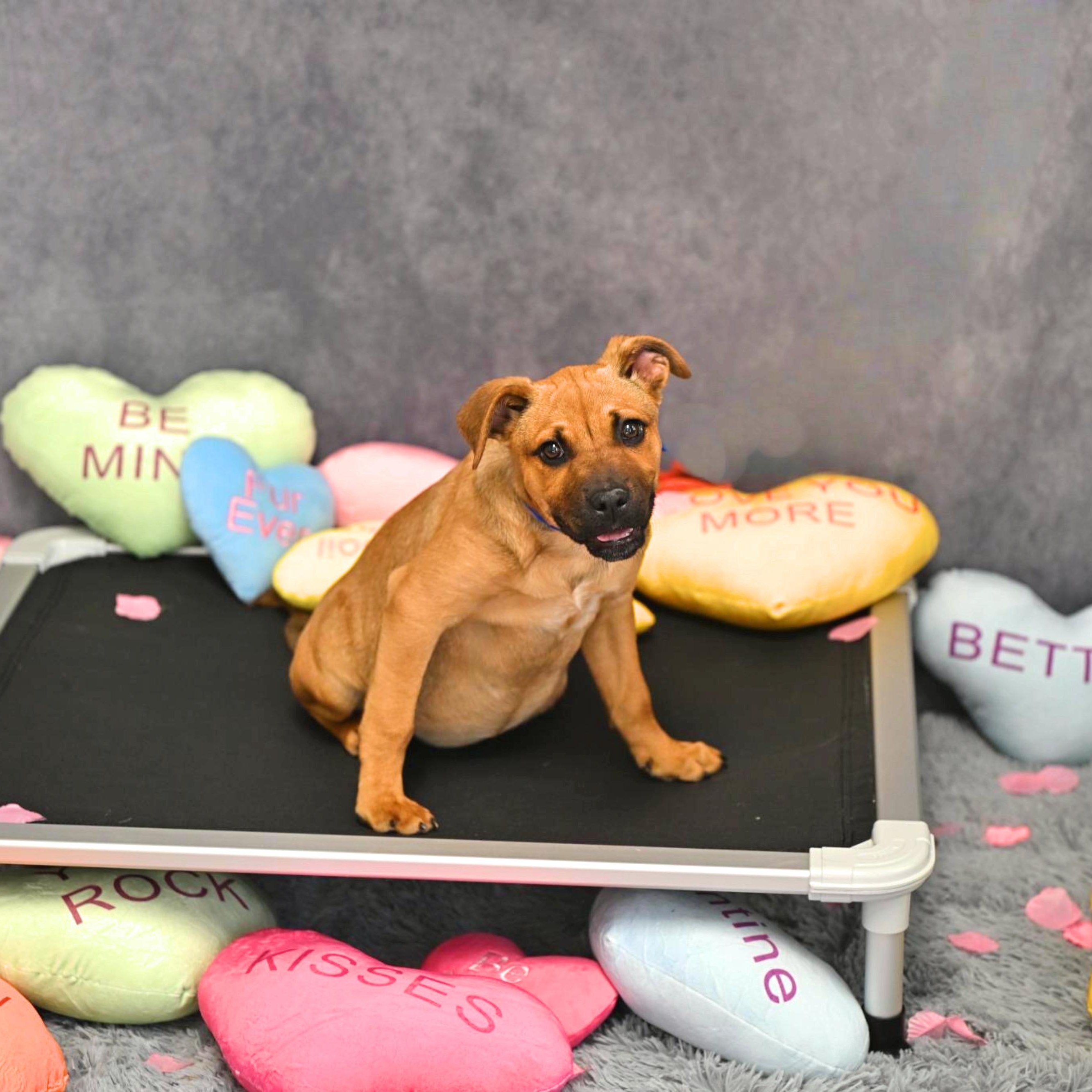 Rita, Adoptable, Puppy Female Mixed Breed.