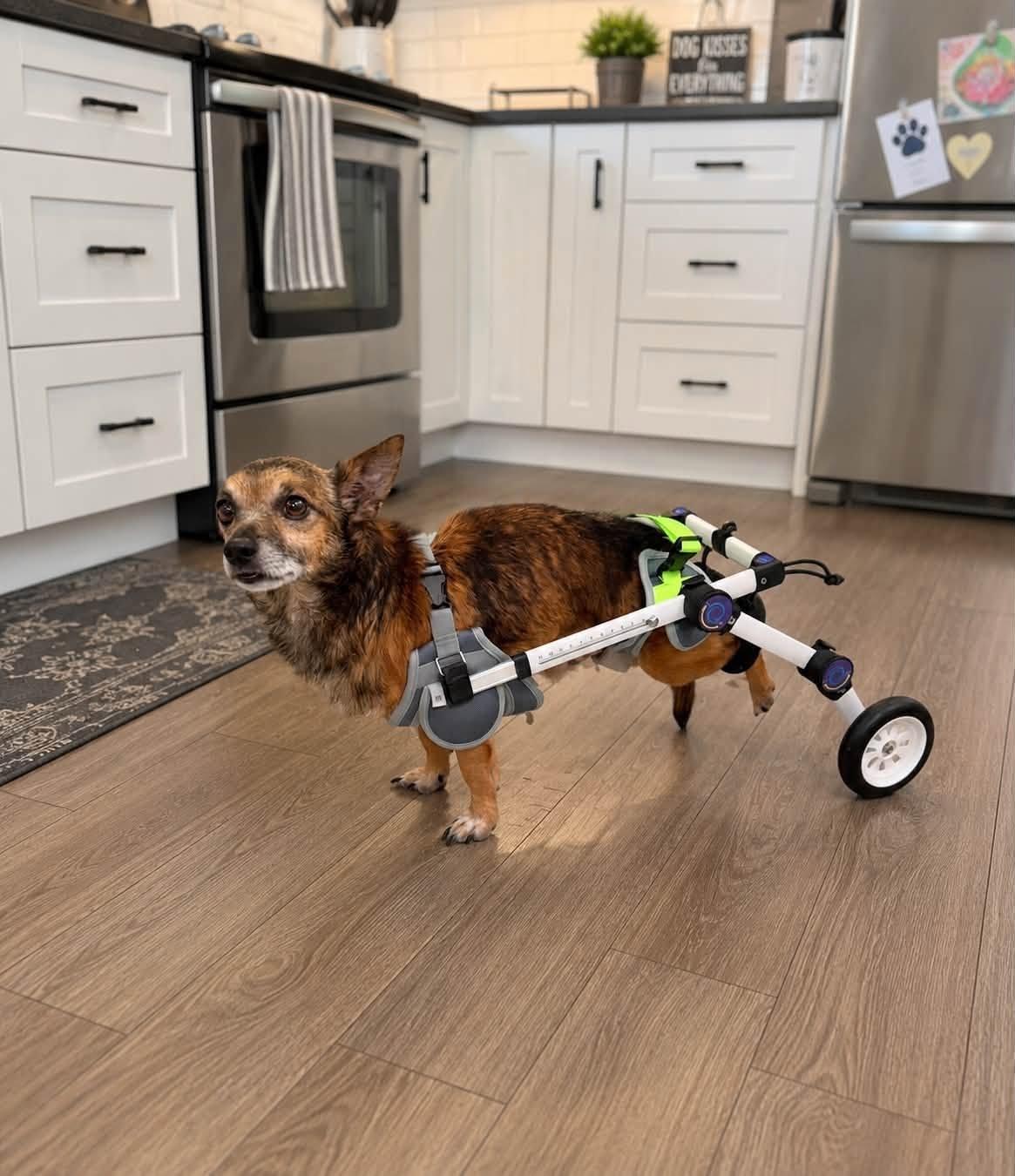 Tiny, Adoptable, Adult Male Chihuahua.