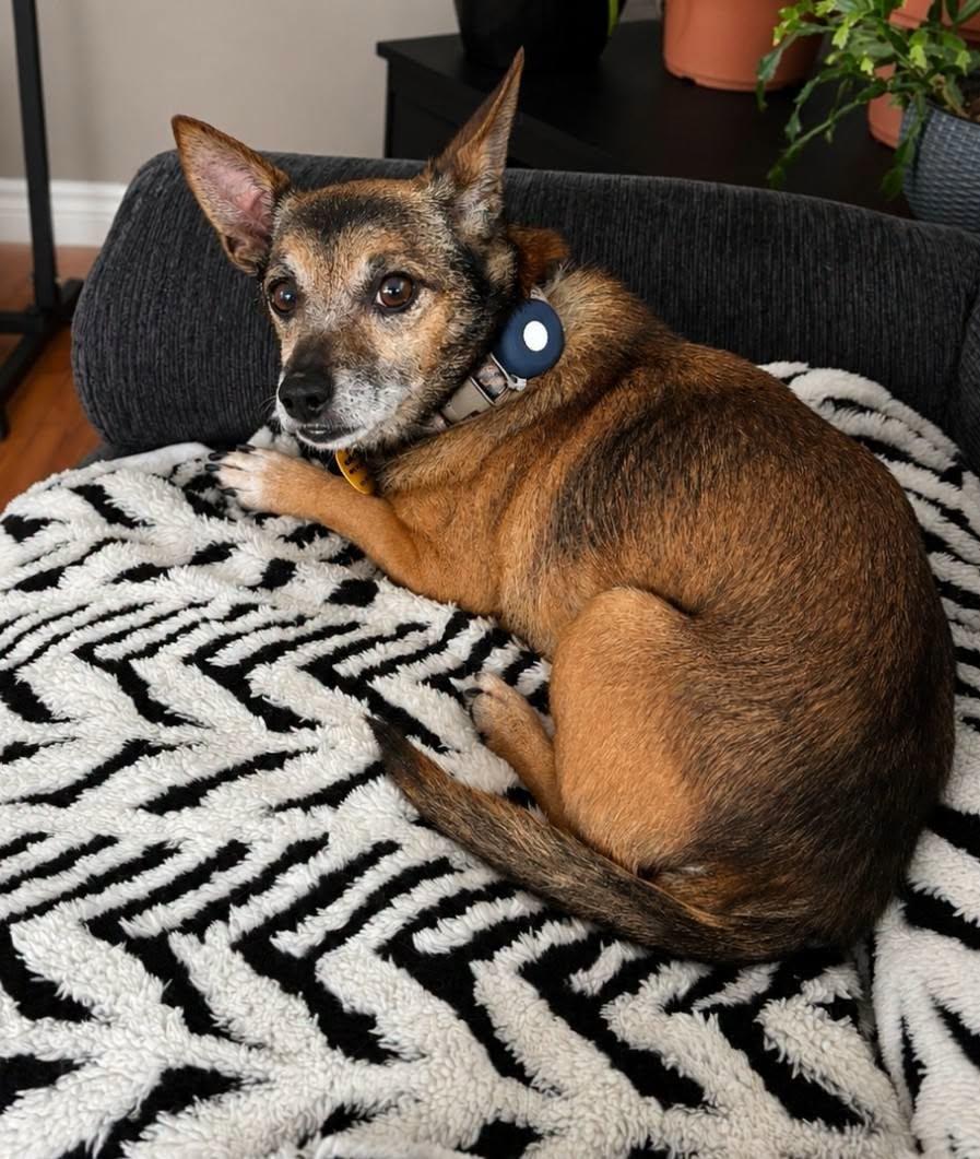 Enlarge Tiny, a Adoptable Chihuahua in Dunnville, ON image 2/4