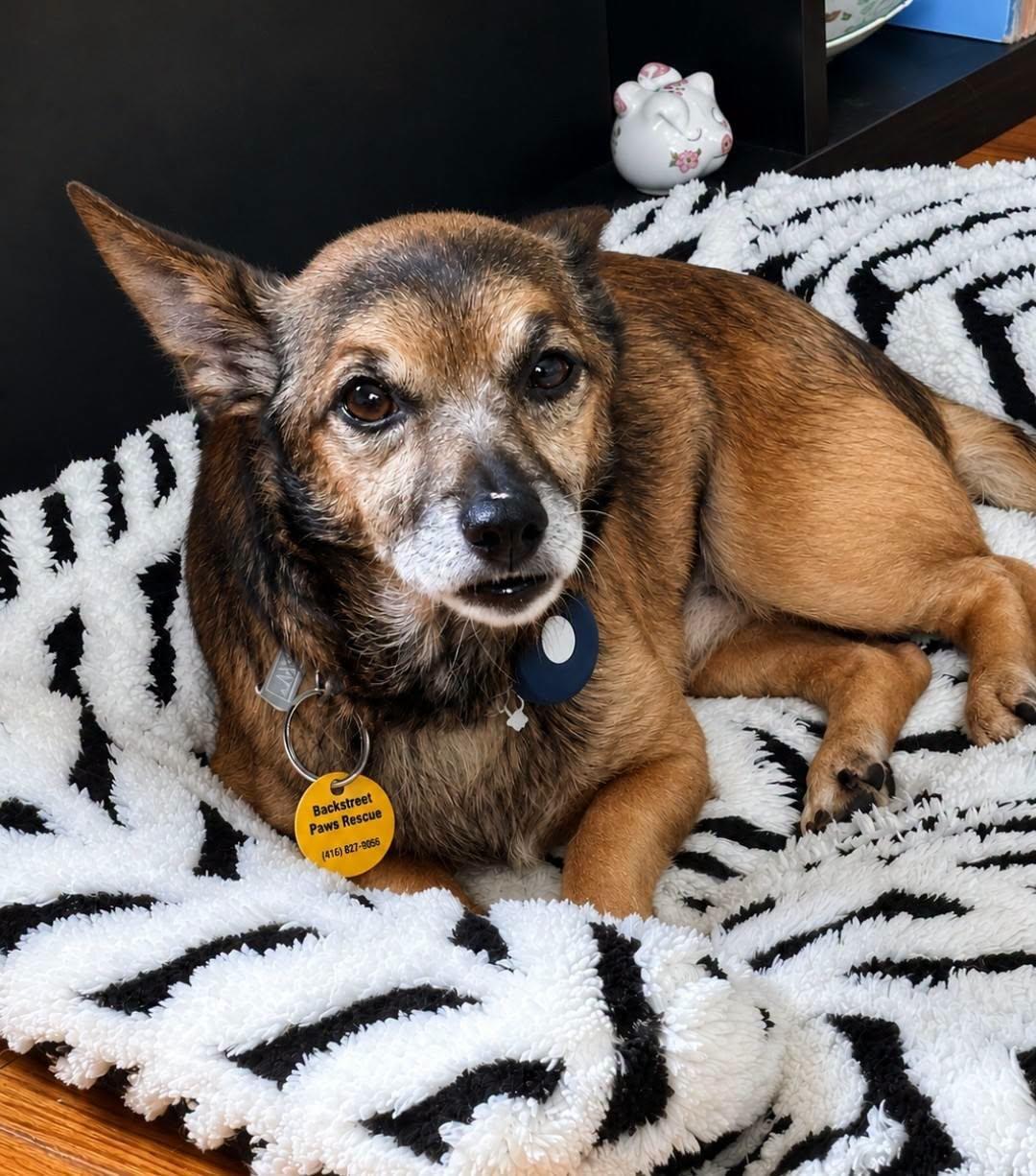 Enlarge Tiny, a Adoptable Chihuahua in Dunnville, ON image 4/4
