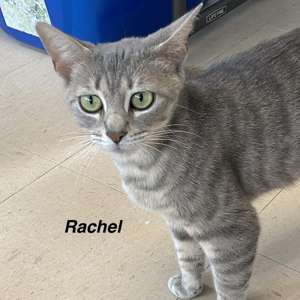 Rachel, Adoptable, Young Female Domestic Short Hair.