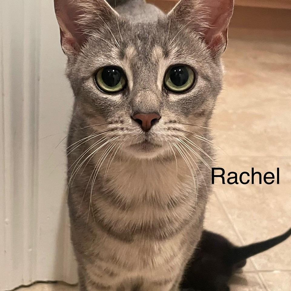 Enlarge Rachel, a Adoptable Domestic Short Hair in Greensboro, GA image 1/2