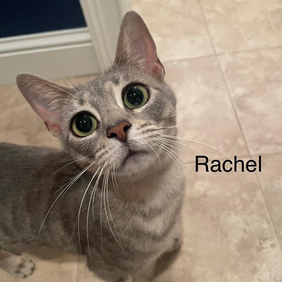 Enlarge Rachel, a Adoptable Domestic Short Hair in Greensboro, GA image 2/2