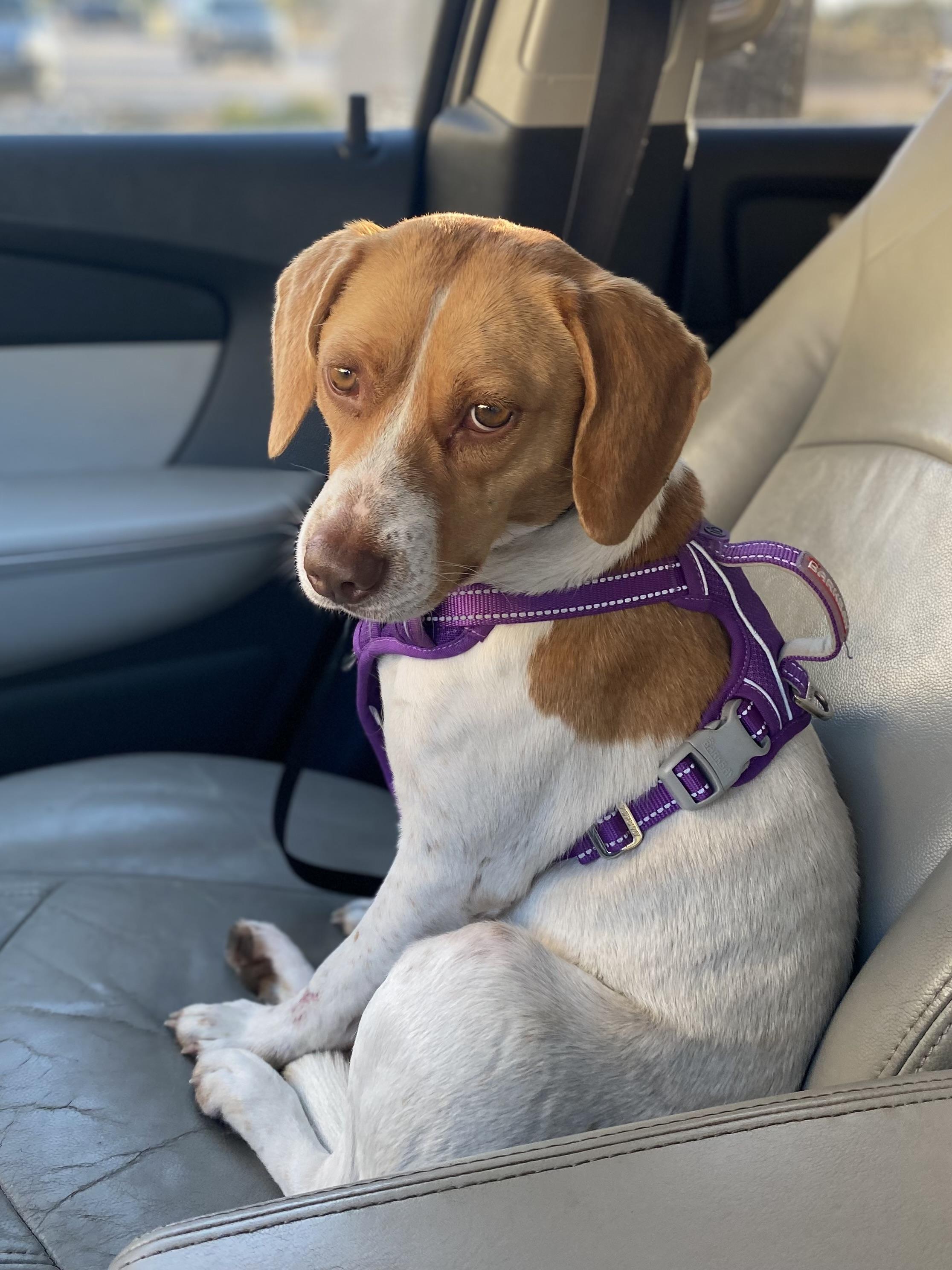 Enlarge Honeybunn, a ADOPTABLE Beagle in Cary, NC image 2/5