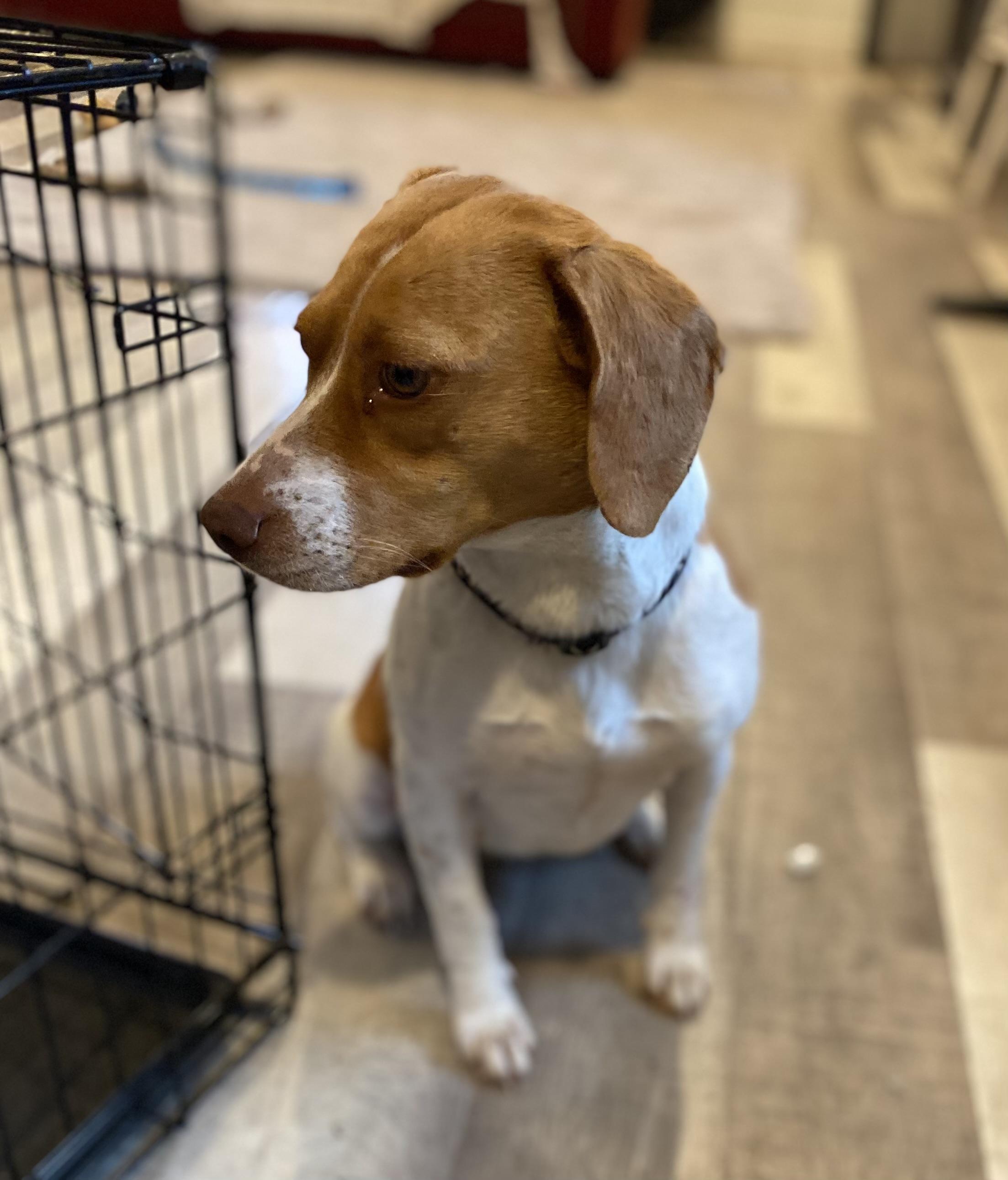 Enlarge Honeybunn, a ADOPTABLE Beagle in Cary, NC image 4/5