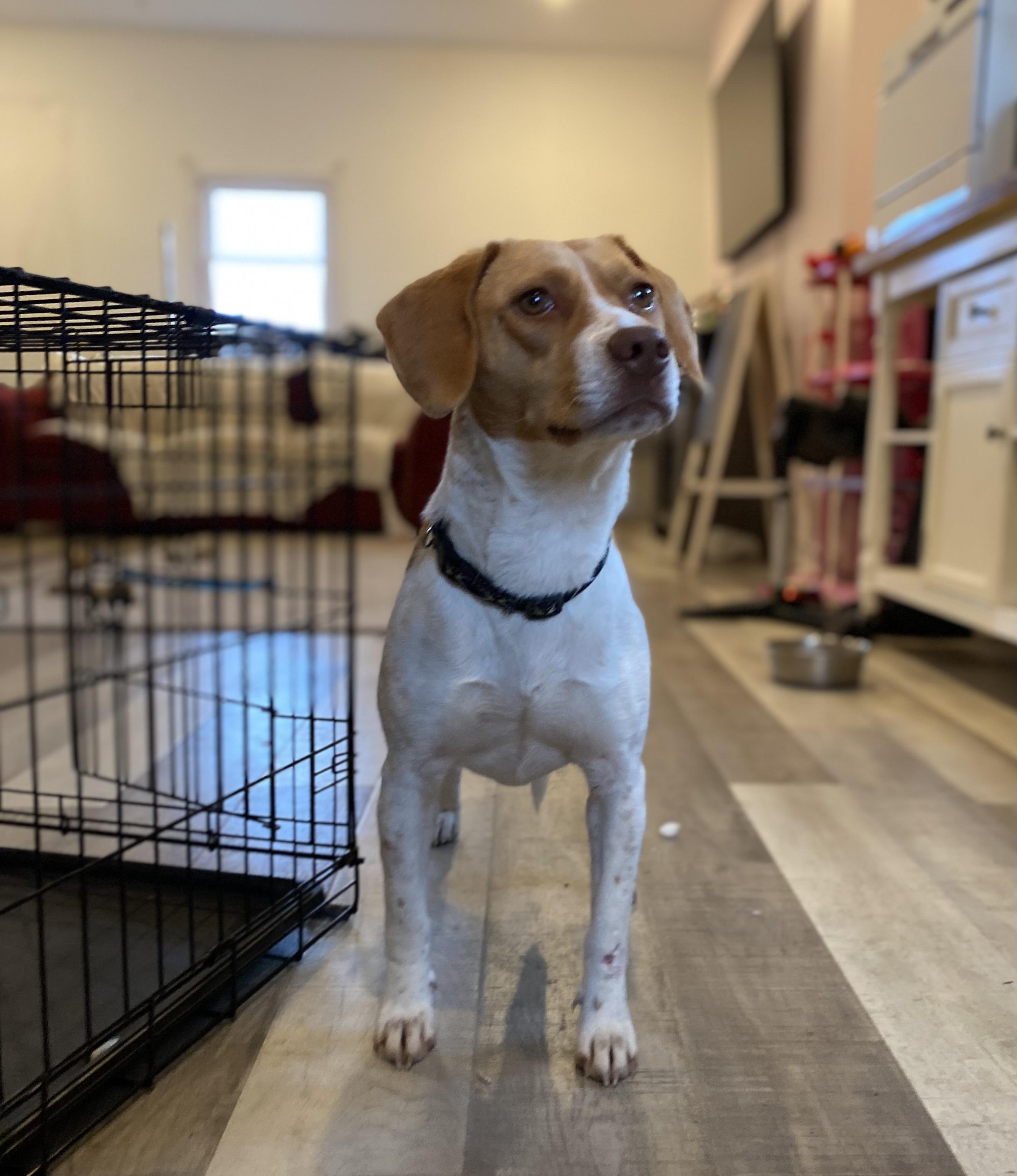 Enlarge Honeybunn, a ADOPTABLE Beagle in Cary, NC image 3/5