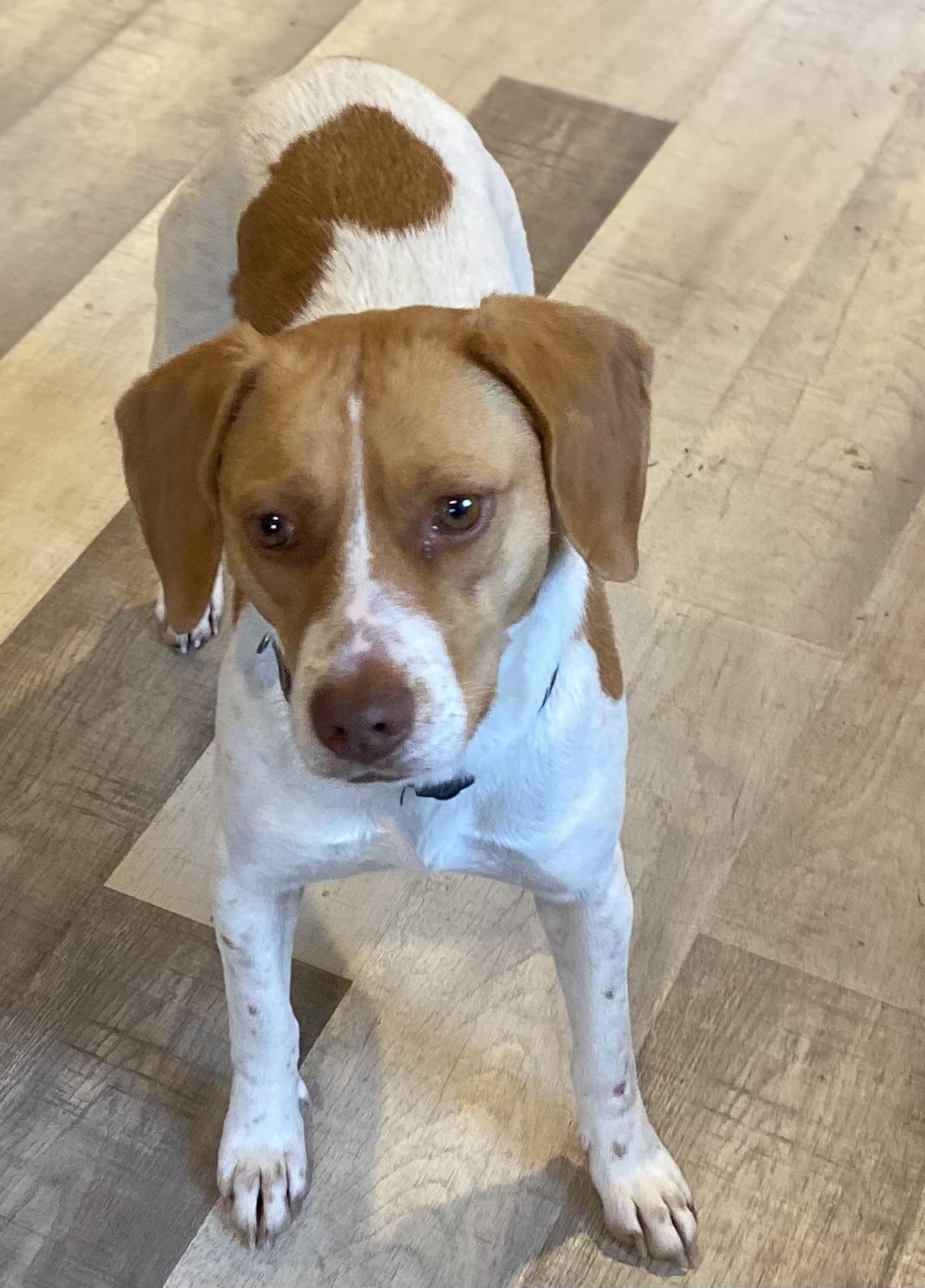 Enlarge Honeybunn, a ADOPTABLE Beagle in Cary, NC image 1/5