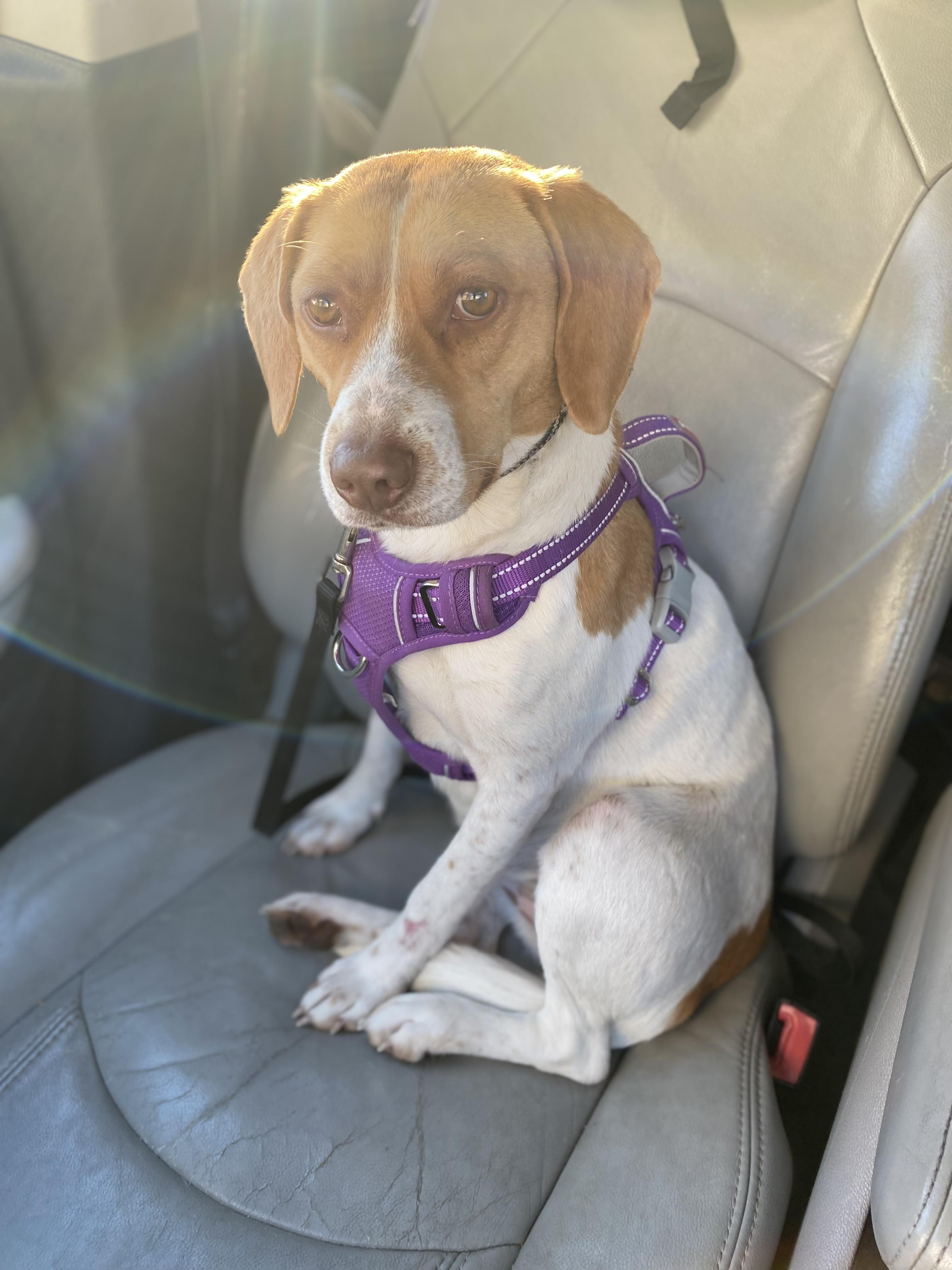 Enlarge Honeybunn, a ADOPTABLE Beagle in Cary, NC image 5/5