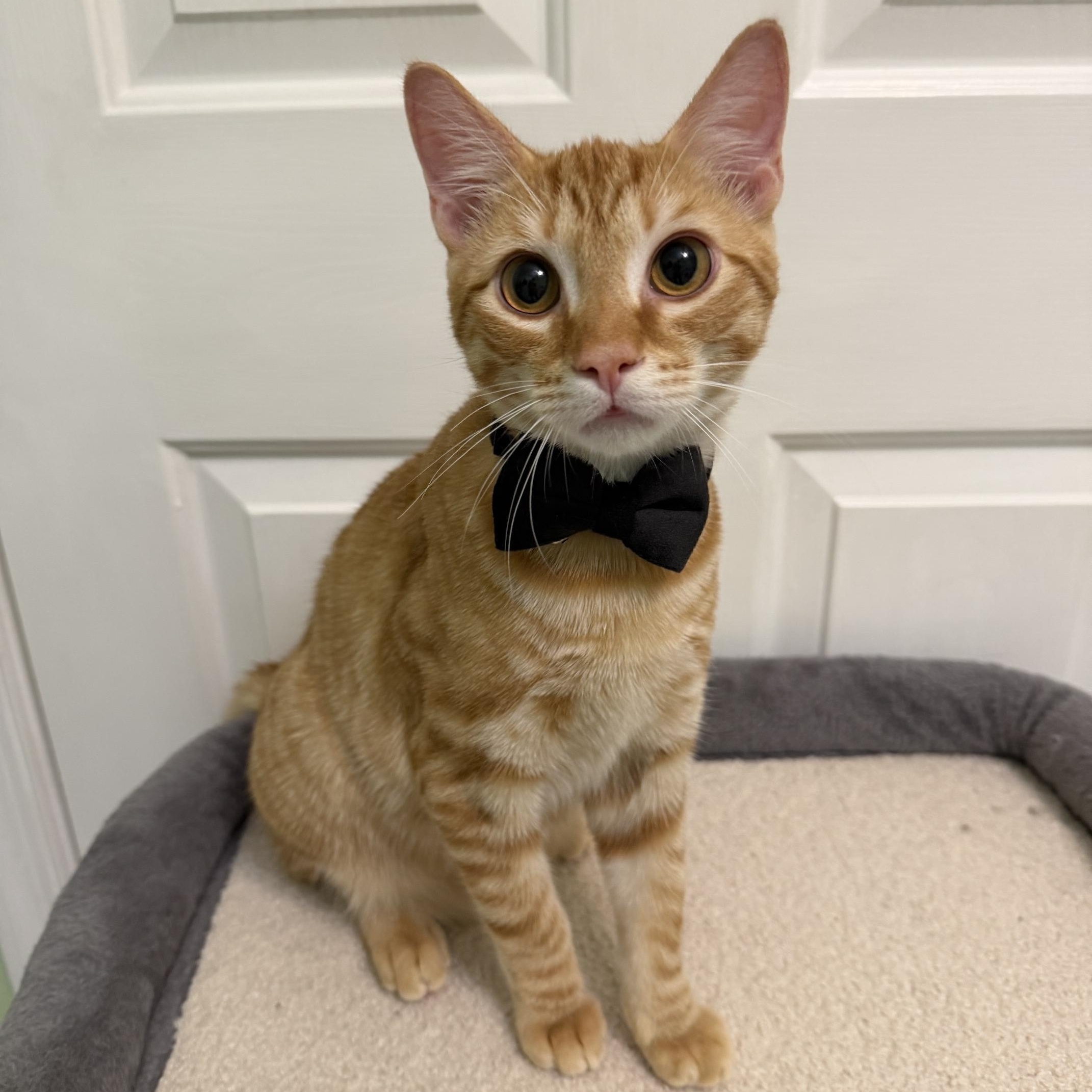 Groot, Adoptable, Young Male Domestic Short Hair.