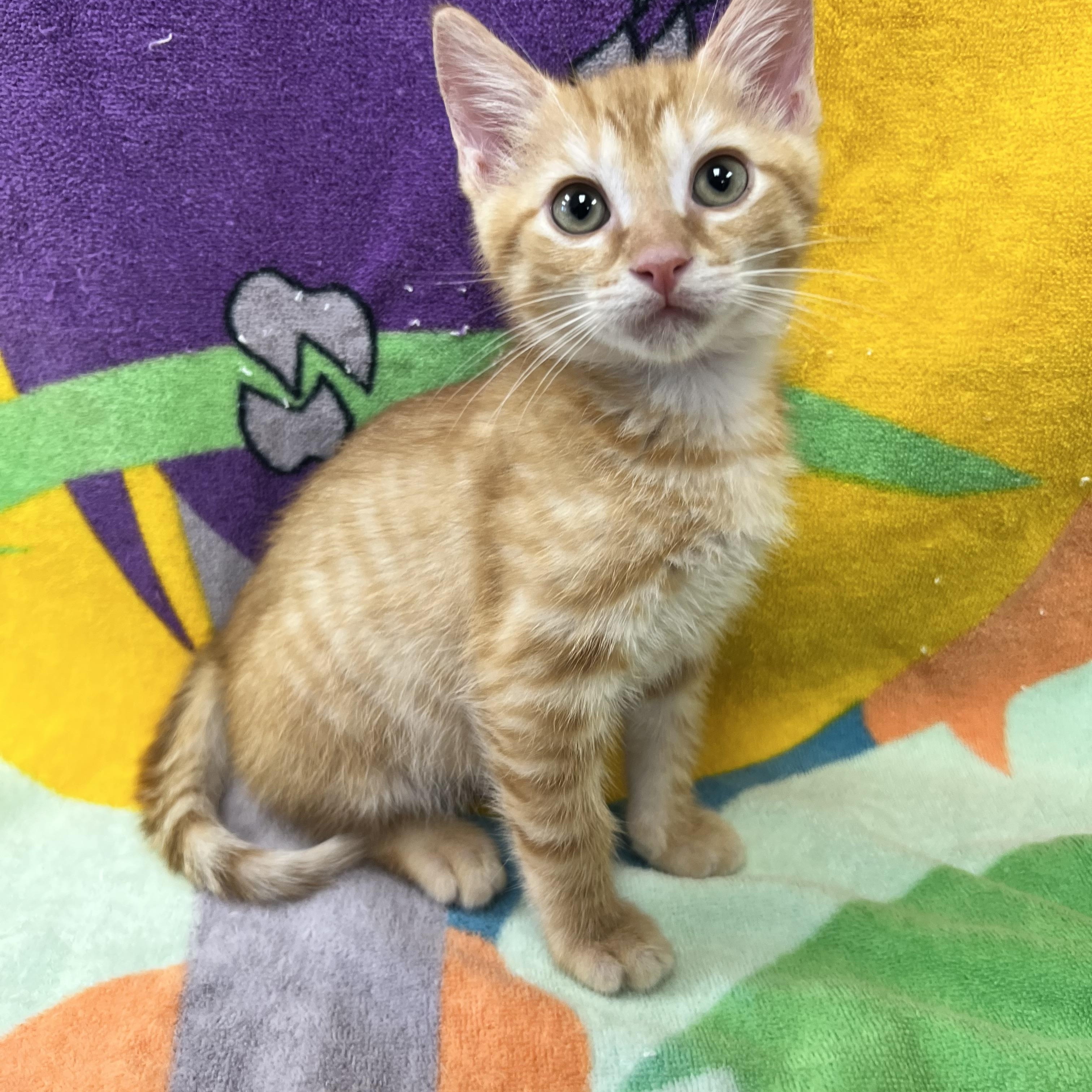 Enlarge Groot, a ADOPTABLE Domestic Short Hair in Bear, DE image 1/1