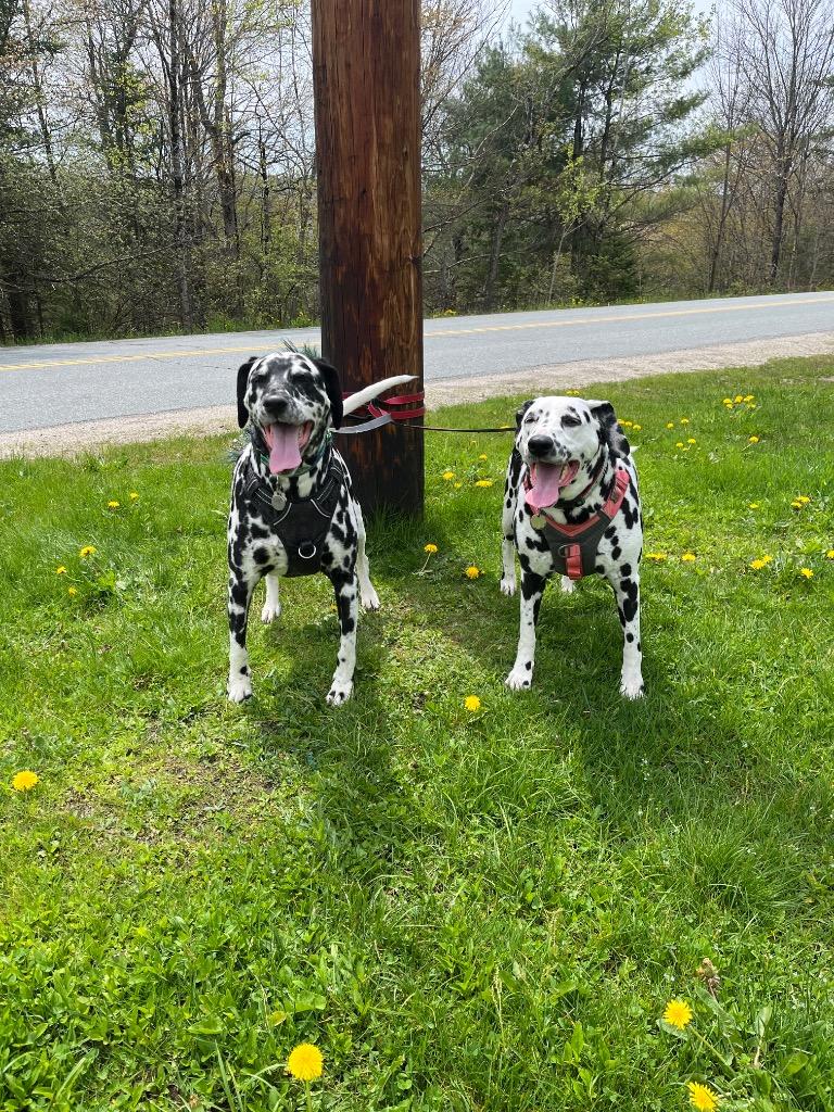 Harper & Lucy Lou / Lucy Lou & Harper, Adoptable, Adult Female Dalmatian.