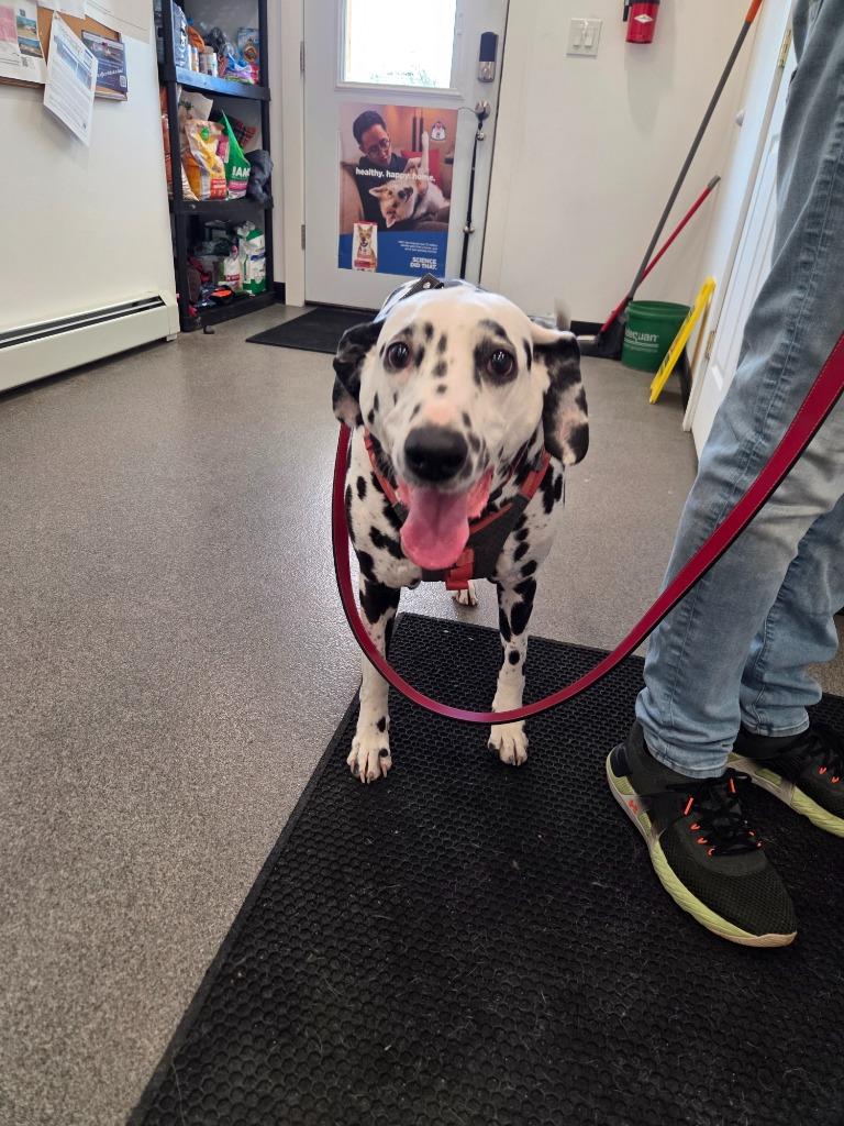 Harper & Lucy Lou / Lucy Lou & Harper, a Adoptable Dalmatian in Lunenburg, VT image 2/2