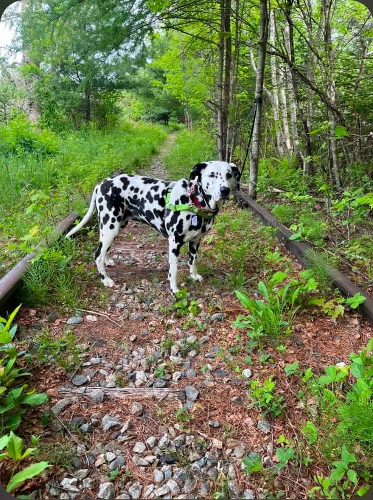 Harper, a Adoptable Dalmatian in Lunenburg, VT image 2/2
