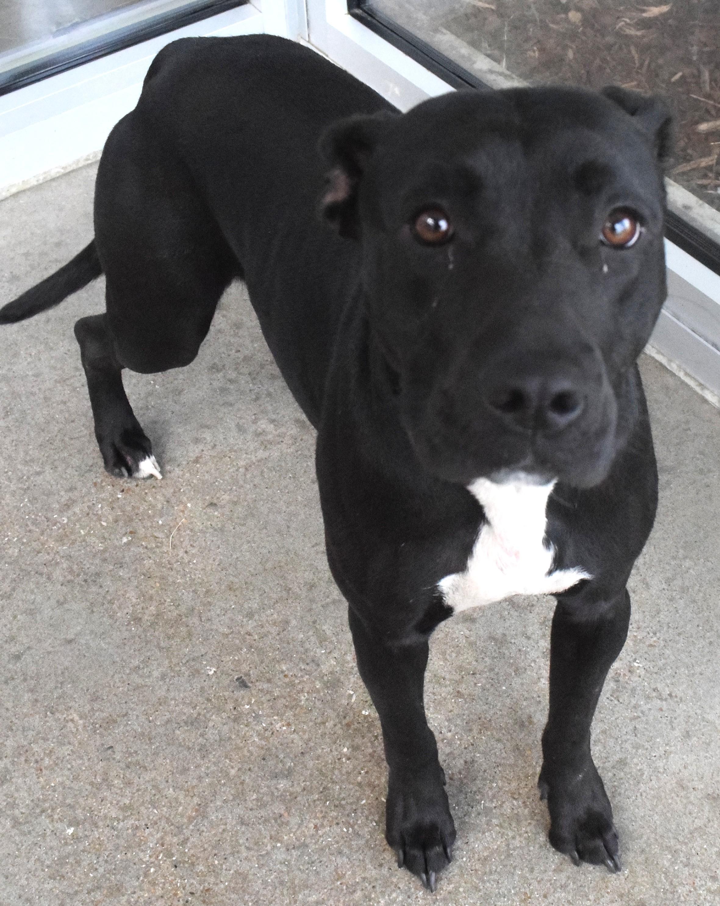 Enlarge #22089, a ADOPTABLE mixed breed in Broken Arrow, OK image 1/1