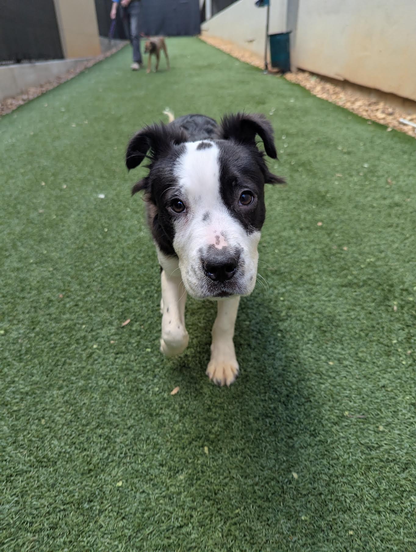 Enlarge Freddo, a Adoptable mixed breed in Cumming, GA image 2/6
