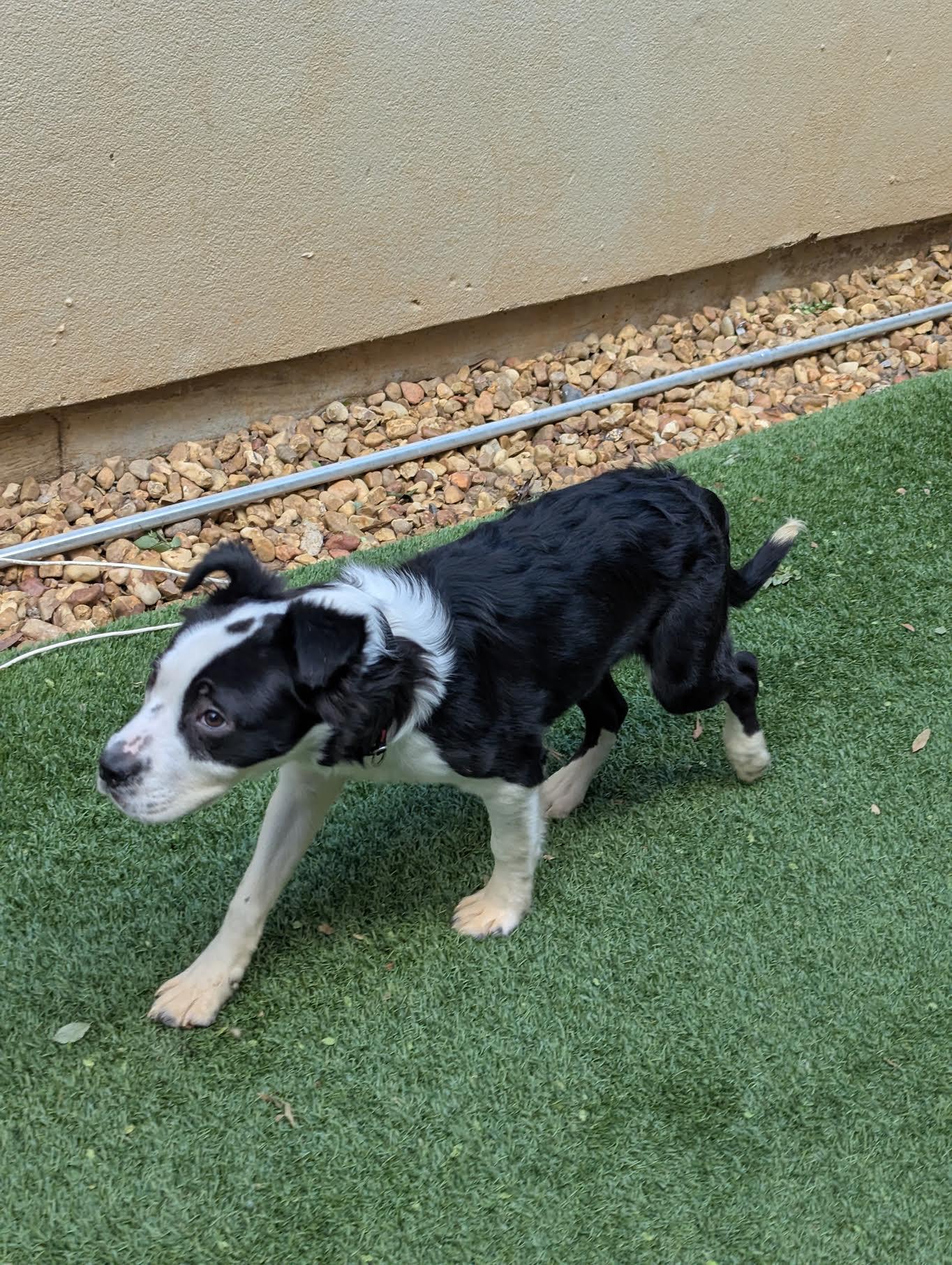 Enlarge Freddo, a Adoptable mixed breed in Cumming, GA image 4/6