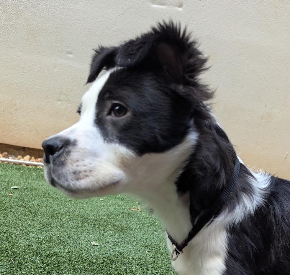 Freddo, Adoptable, Young Male Border Collie.