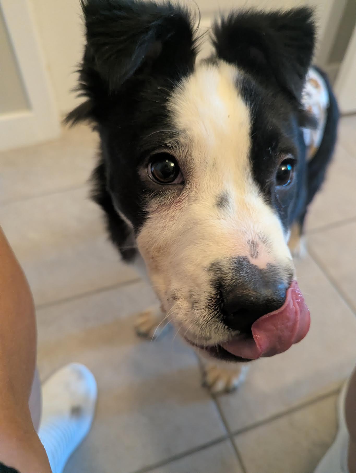 Enlarge Freddo, a Adoptable mixed breed in Cumming, GA image 6/6