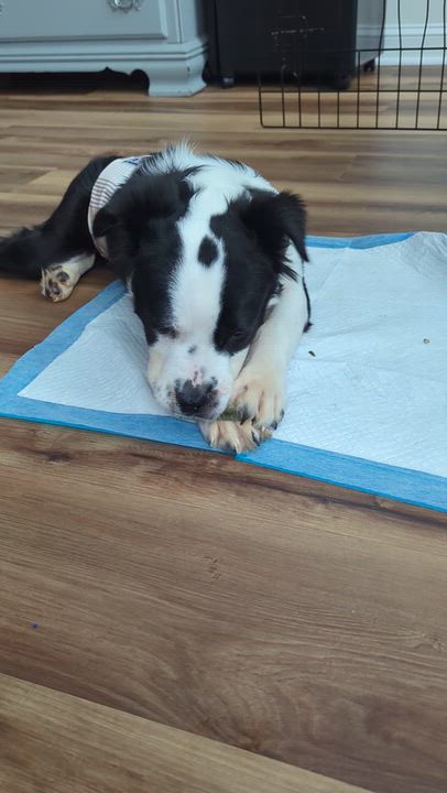 Enlarge Freddo, a Adoptable mixed breed in Cumming, GA video 3/6