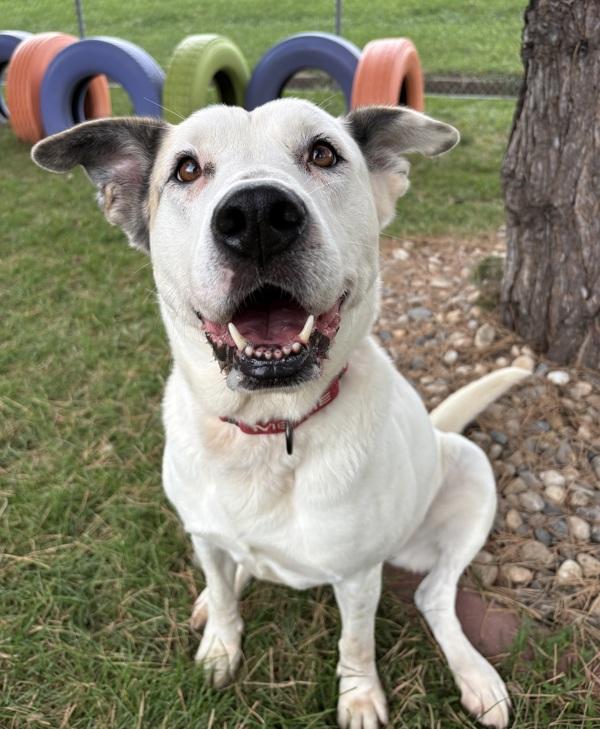 Blanca, Adoptable, Adult Female Shepherd.