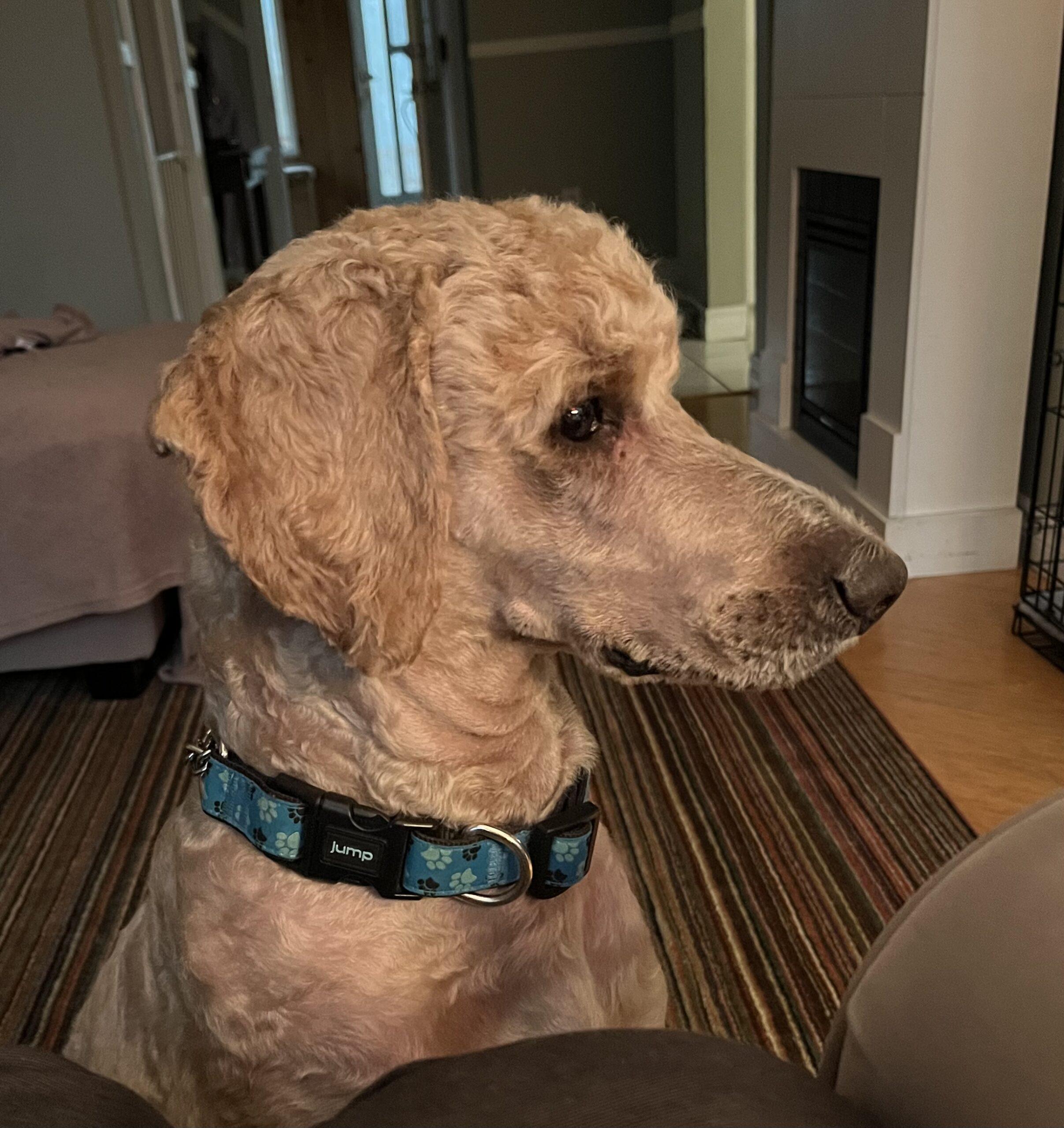 Enlarge Oakley, a ADOPTABLE Standard Poodle in Bowmanville, ON image 3/3
