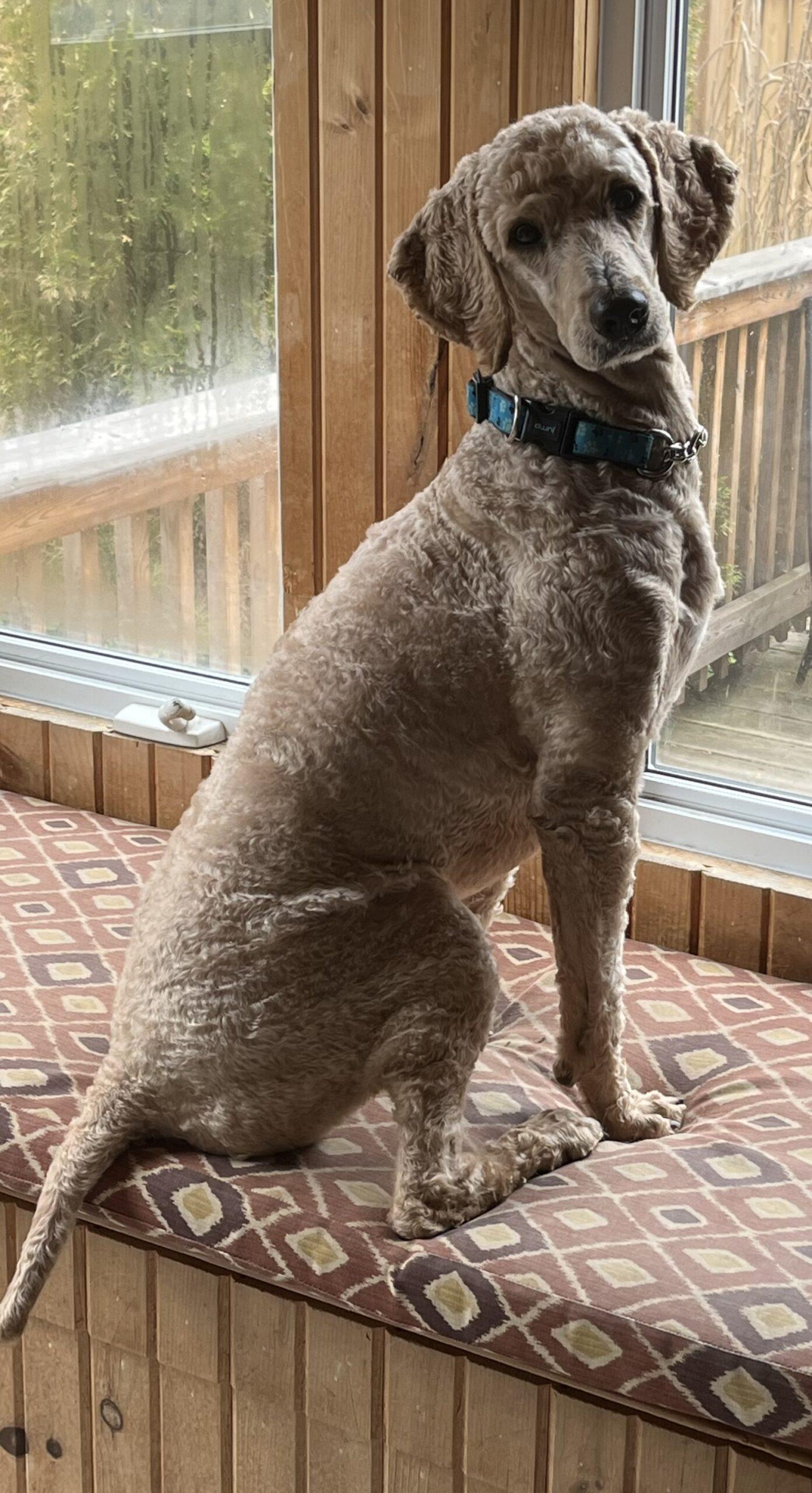 Enlarge Oakley, a ADOPTABLE Standard Poodle in Bowmanville, ON image 2/3