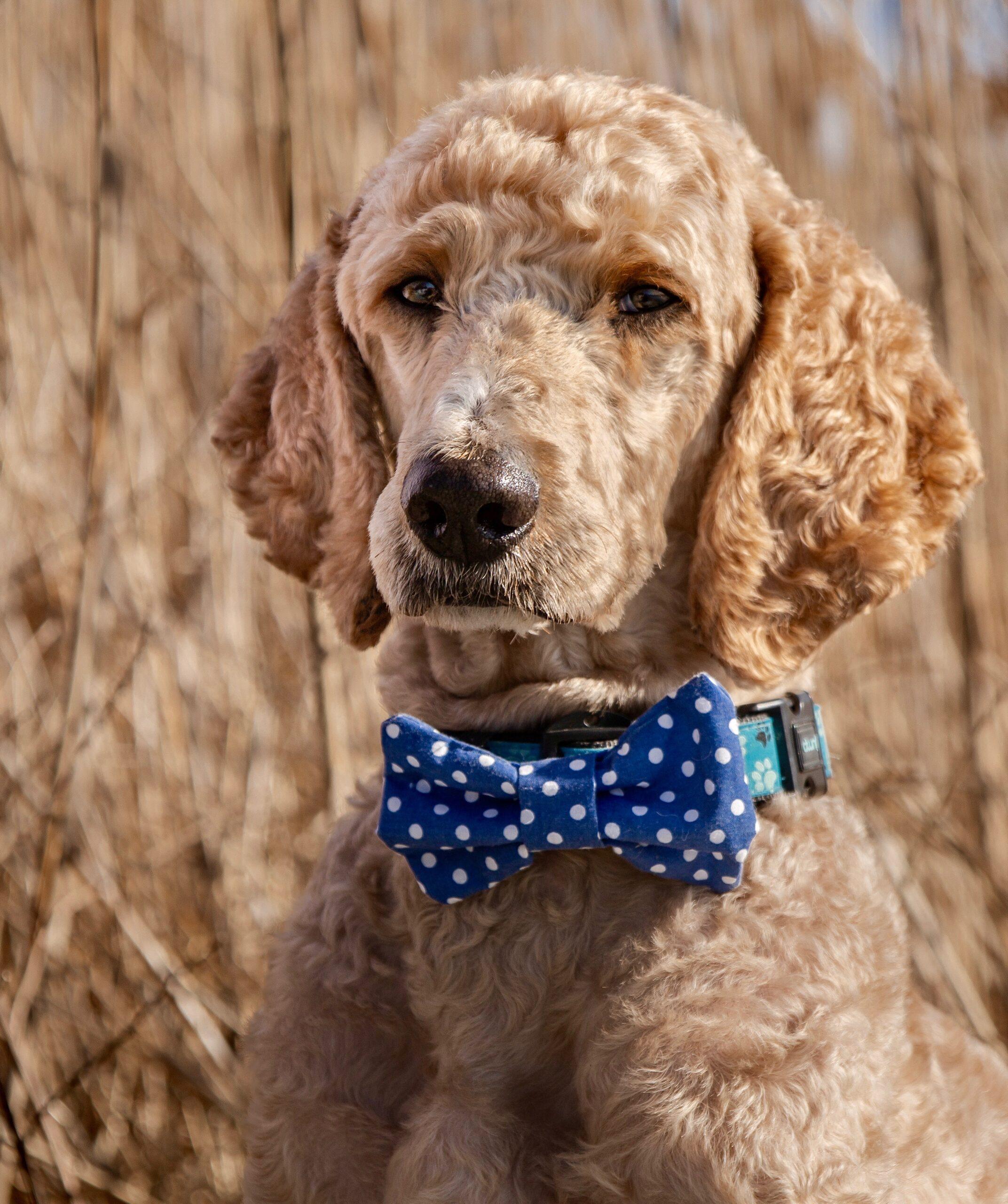Enlarge Oakley, a ADOPTABLE Standard Poodle in Bowmanville, ON image 1/3