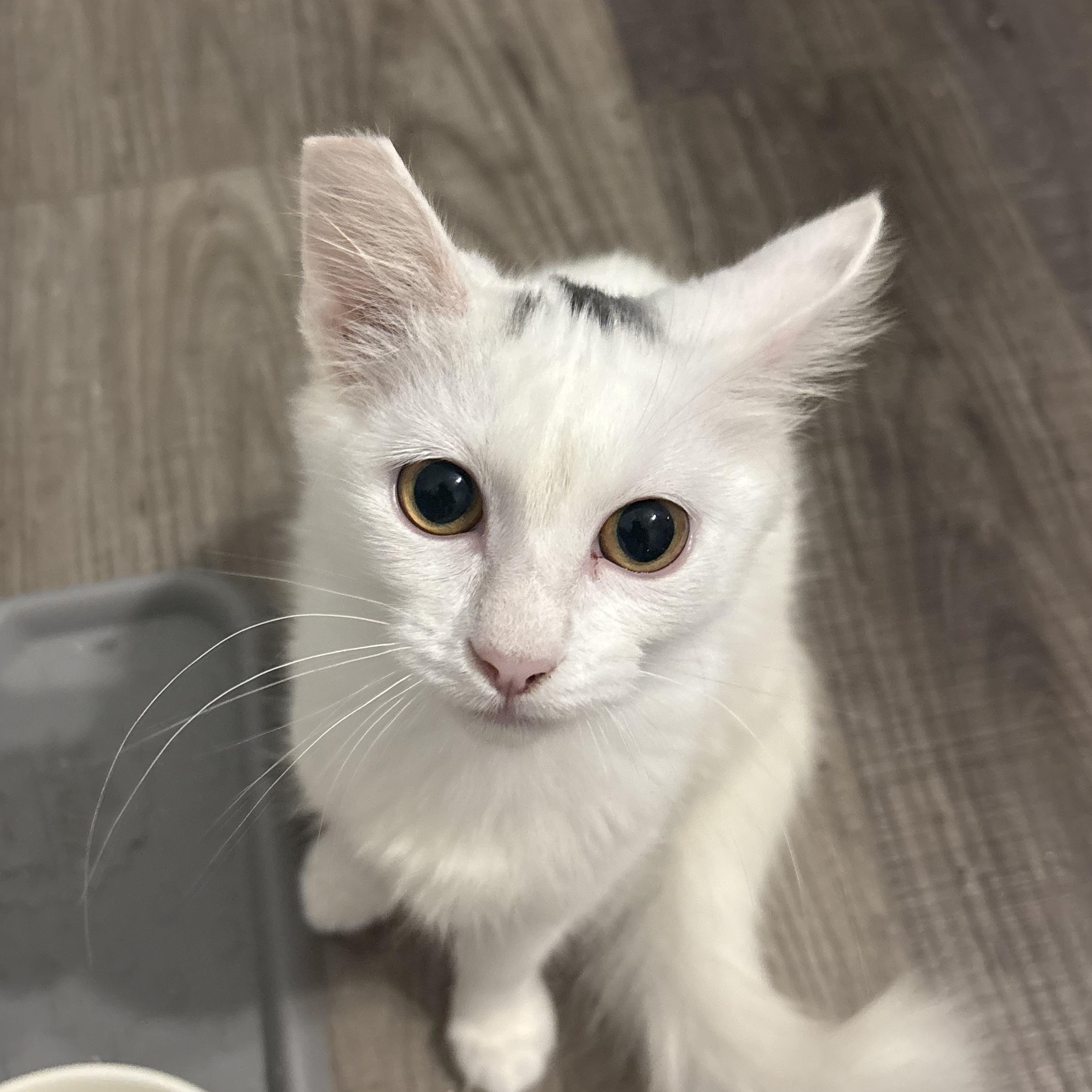 Enlarge Sunny, a Adoptable Domestic Medium Hair in Niantic, CT image 3/4