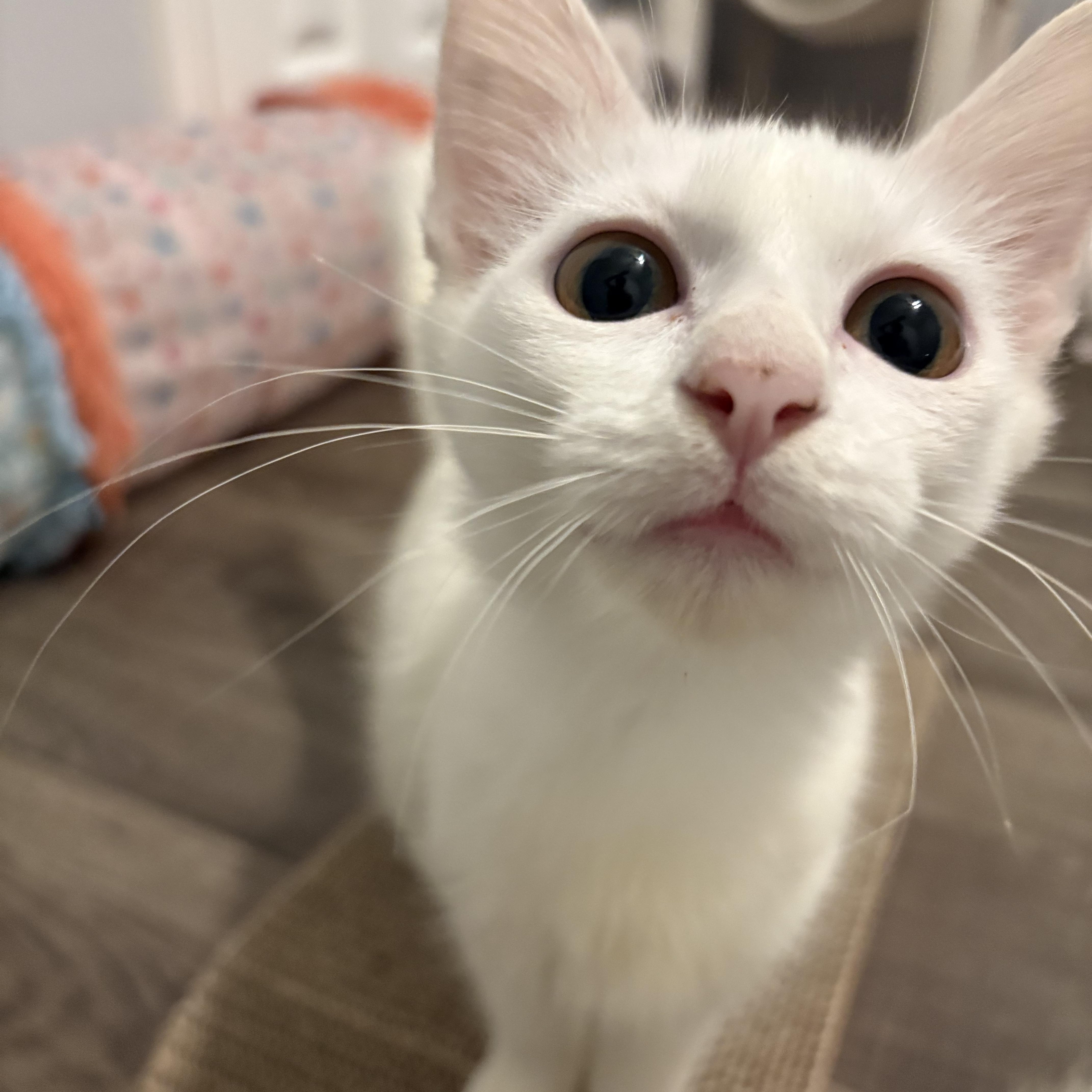 Sunny, Adoptable, Kitten Female Domestic Medium Hair.