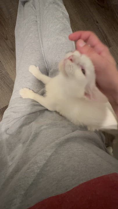 Enlarge Sunny, a Adoptable Domestic Medium Hair in Niantic, CT video 2/4