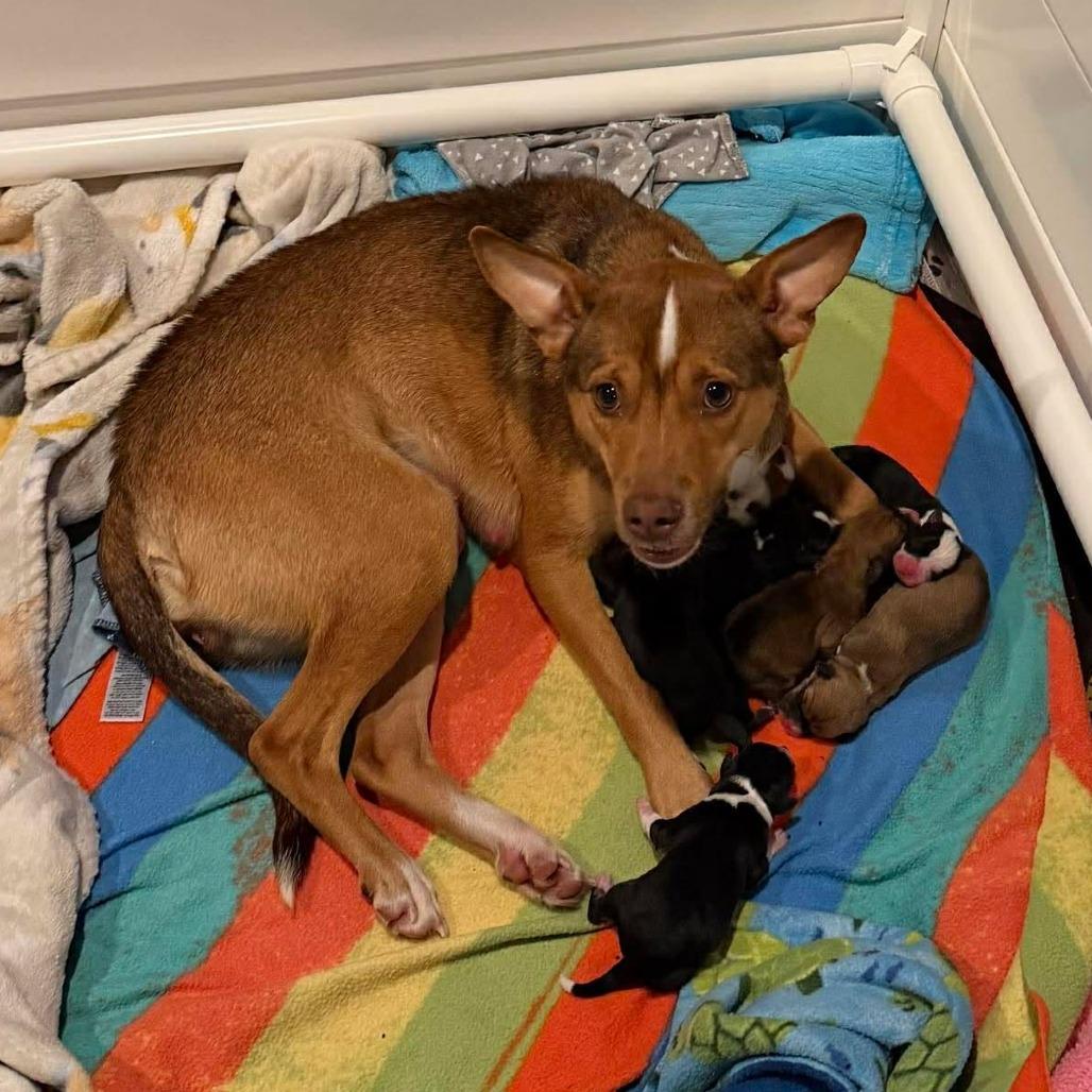 CT Ruby in (Fostered in Pawcatuck), Adoptable, Adult Female Mixed Breed & Basenji.