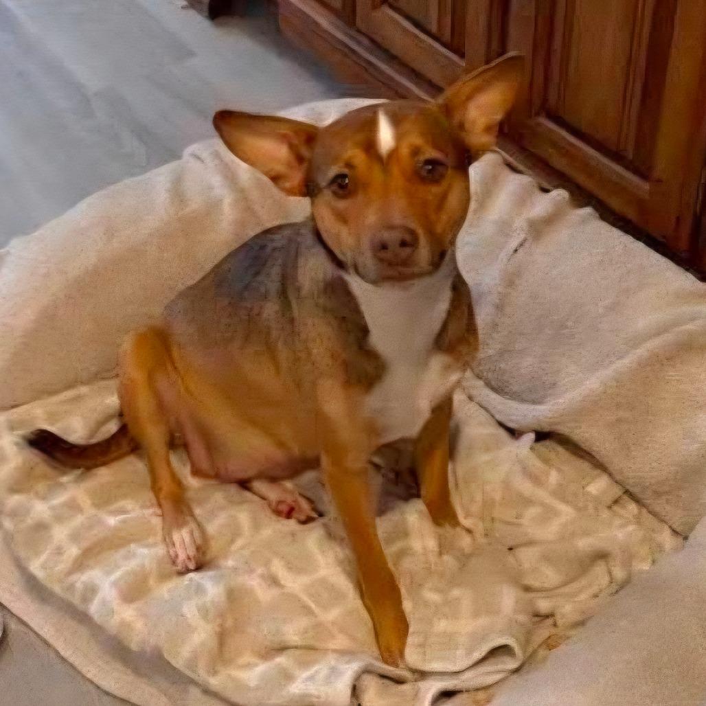 Enlarge CT Ruby in (Fostered in Pawcatuck), a Adoptable mixed breed in Stormville, NY image 4/5