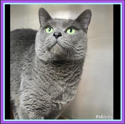 Enlarge Bubbles, a Adoptable Domestic Short Hair in Sullivan, IN image 1/1
