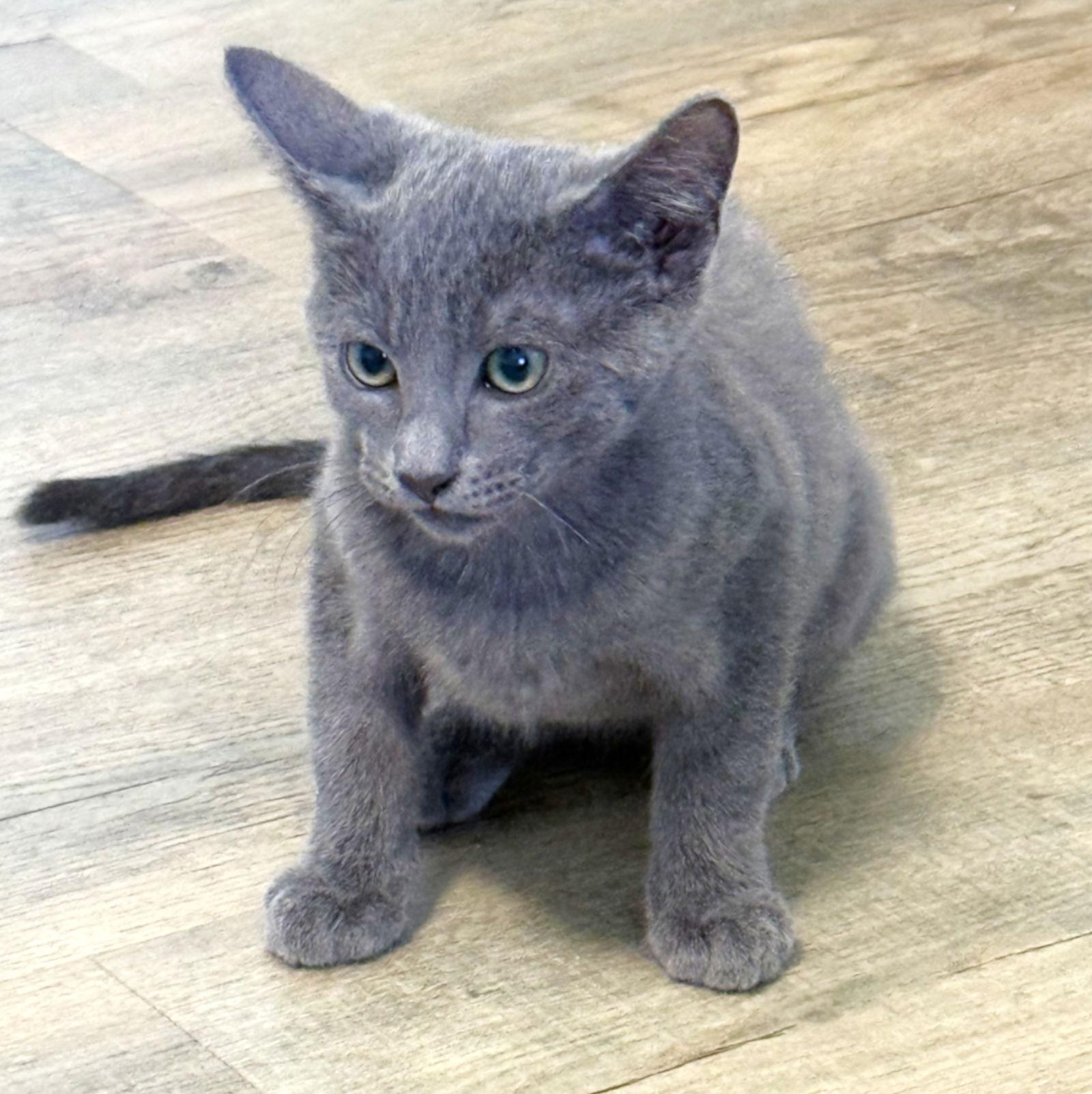 Doolin, Adopted, Kitten Male Domestic Short Hair & Russian Blue.