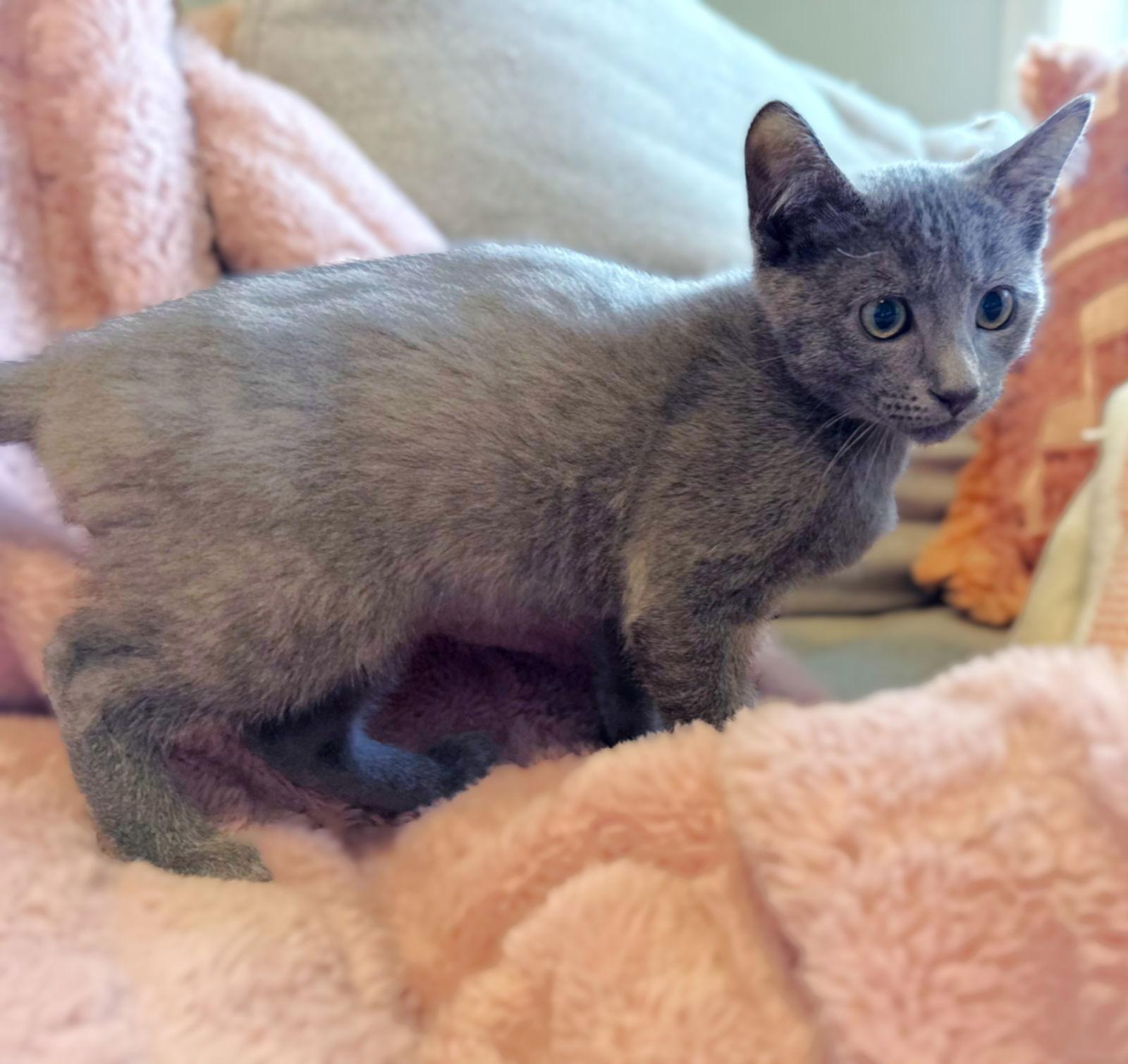 Doolin, a Adopted mixed breed in Springfield, OR image 2/3