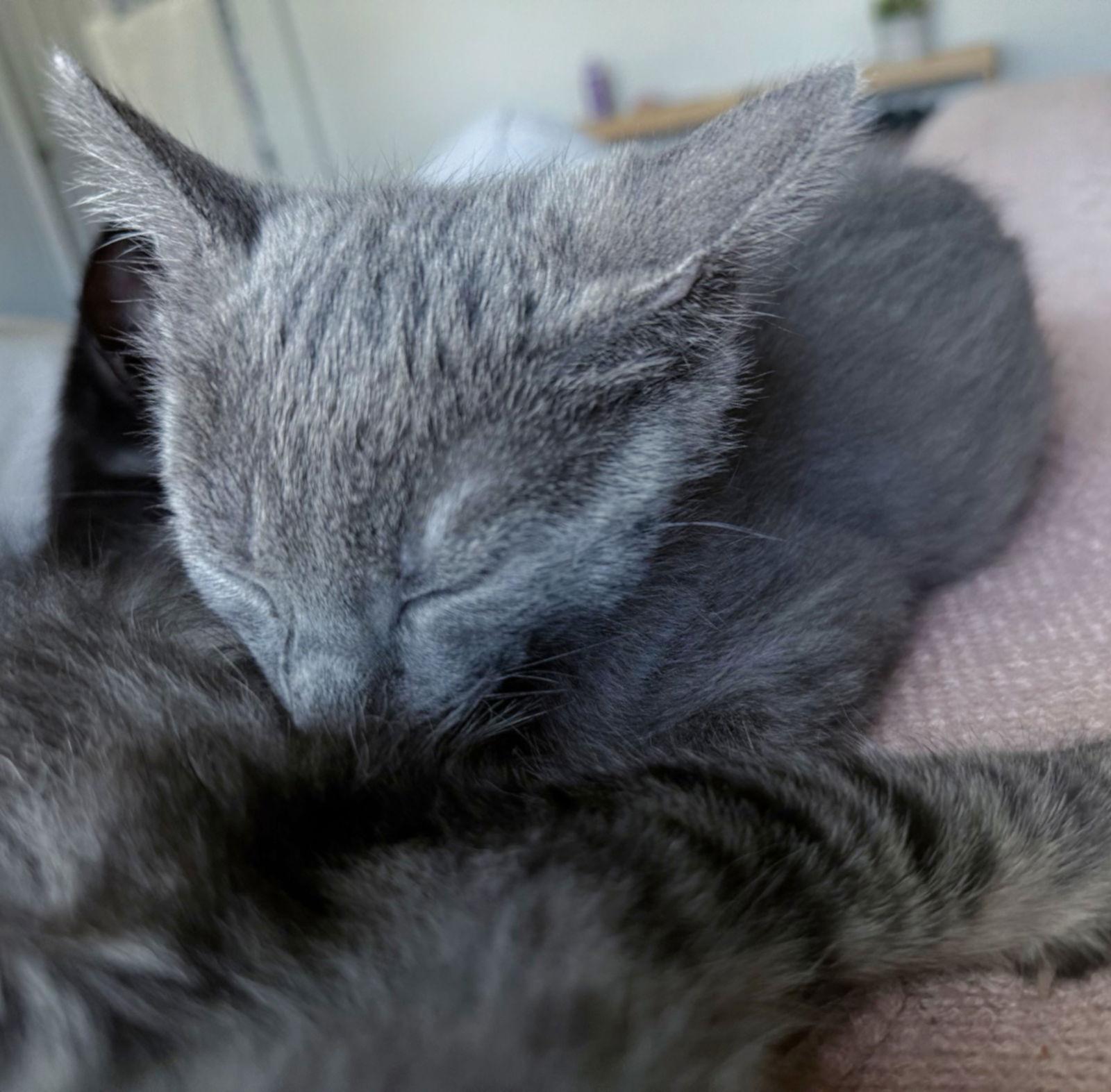 Doolin, a Adopted mixed breed in Springfield, OR image 3/3